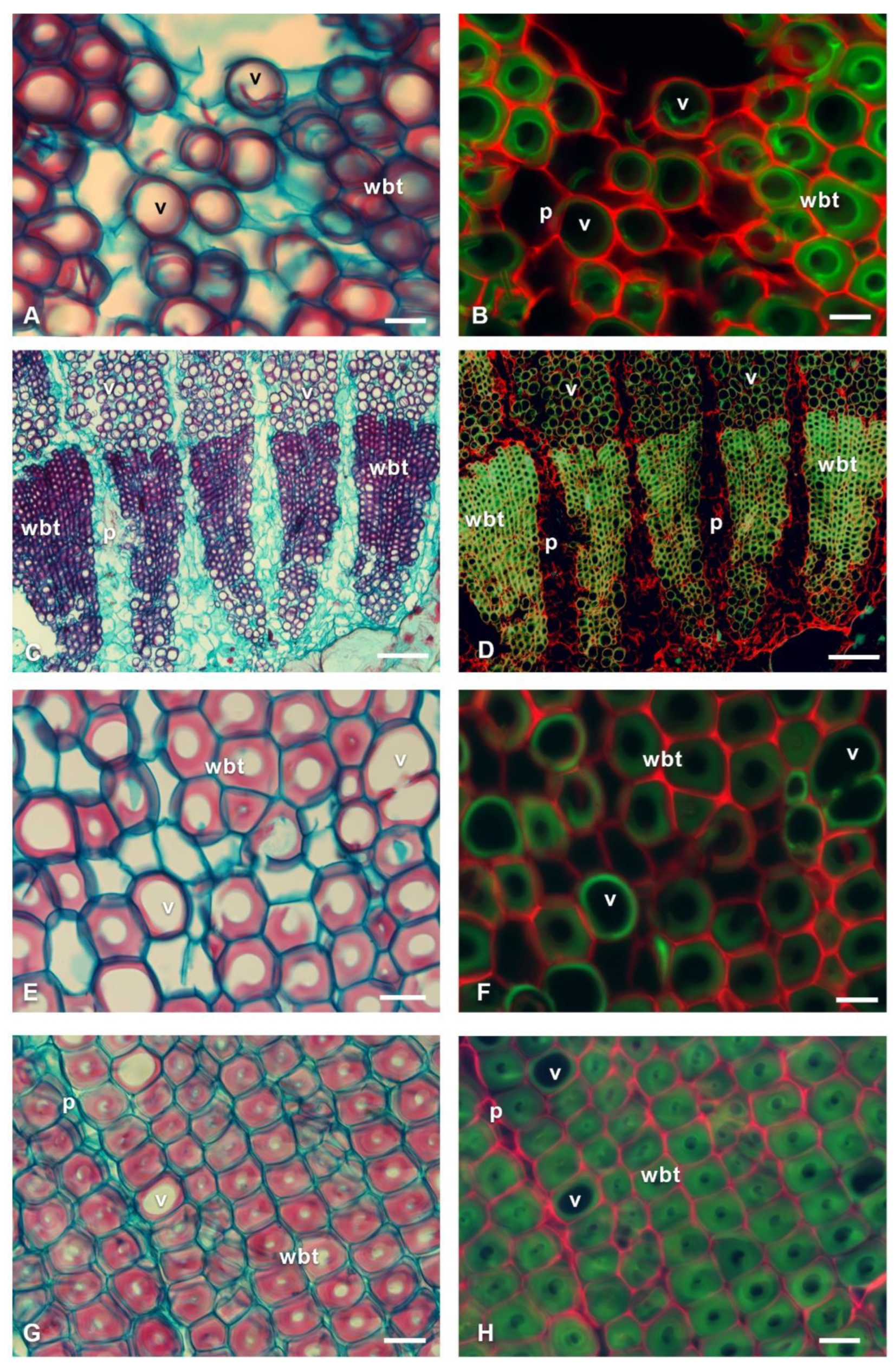 Polymers 14 04840 g005