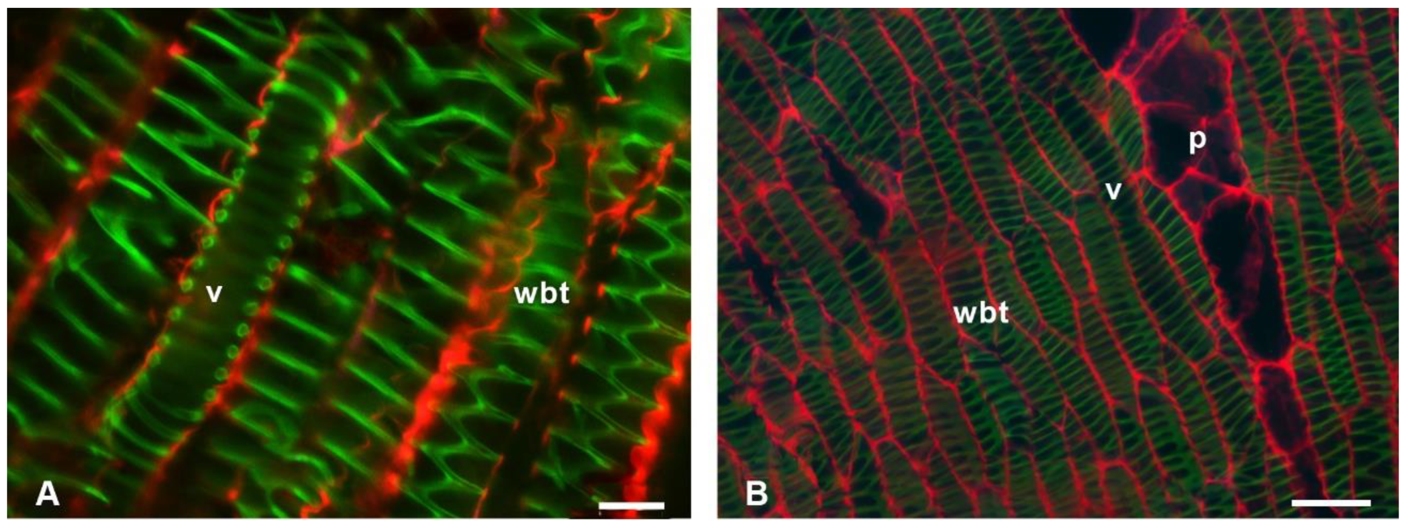Polymers 14 04840 g006