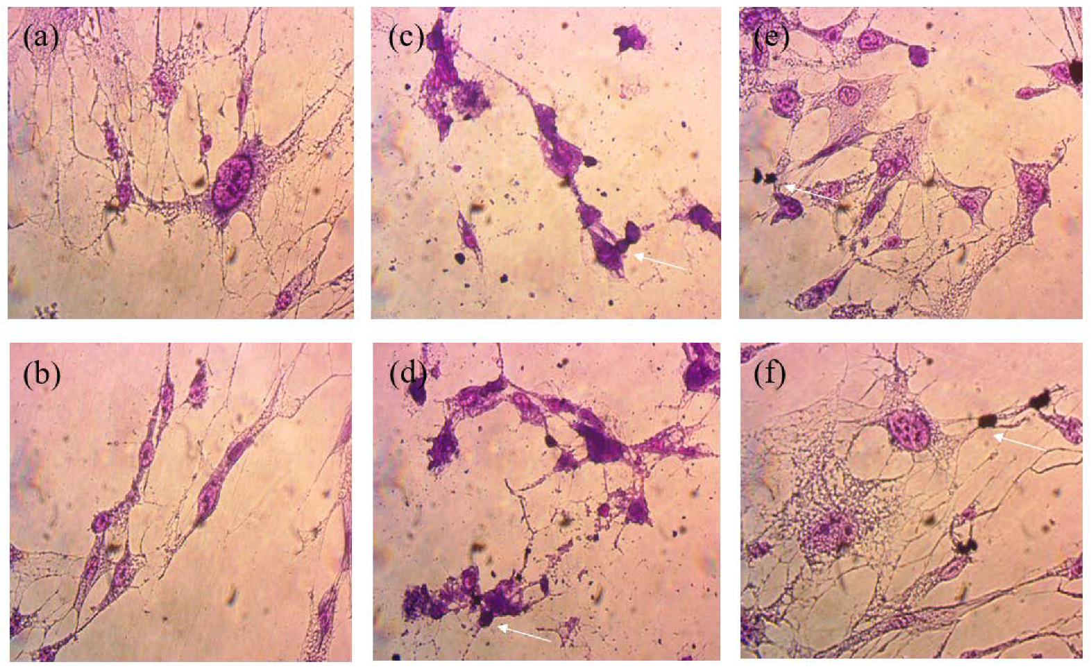 Polymers 14 04881 g010