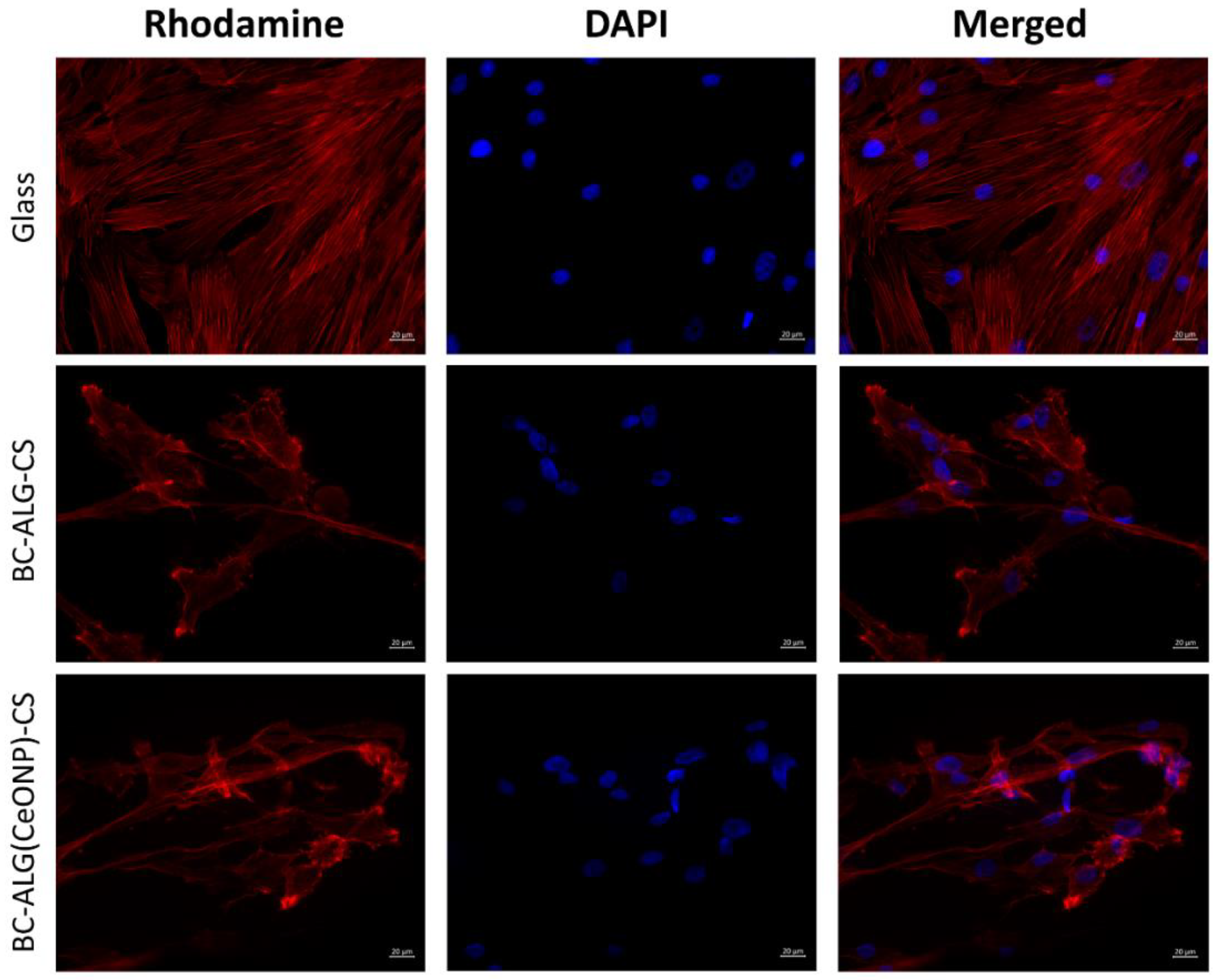 Polymers 14 05001 g010