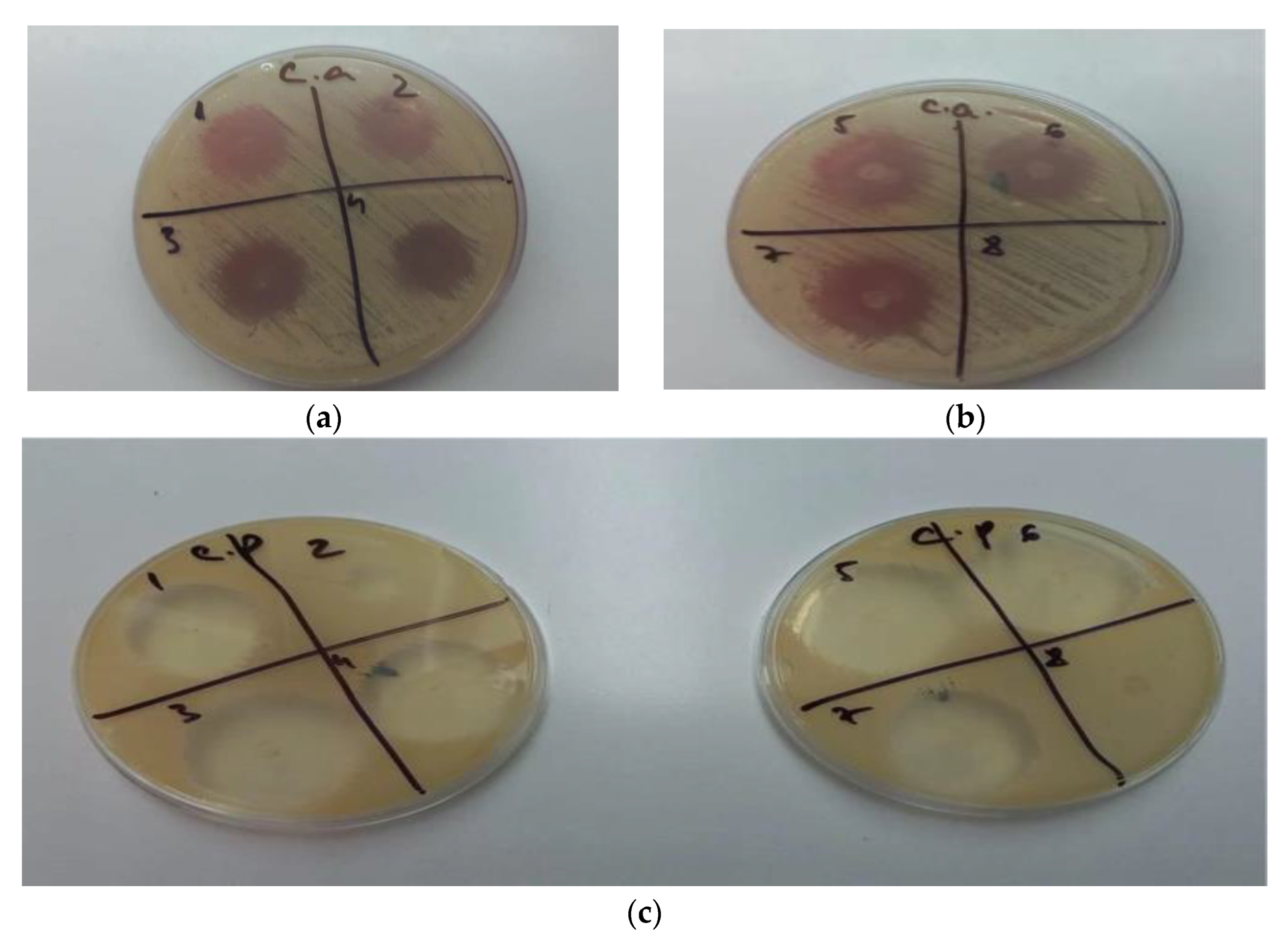 Polymers 14 05011 g007
