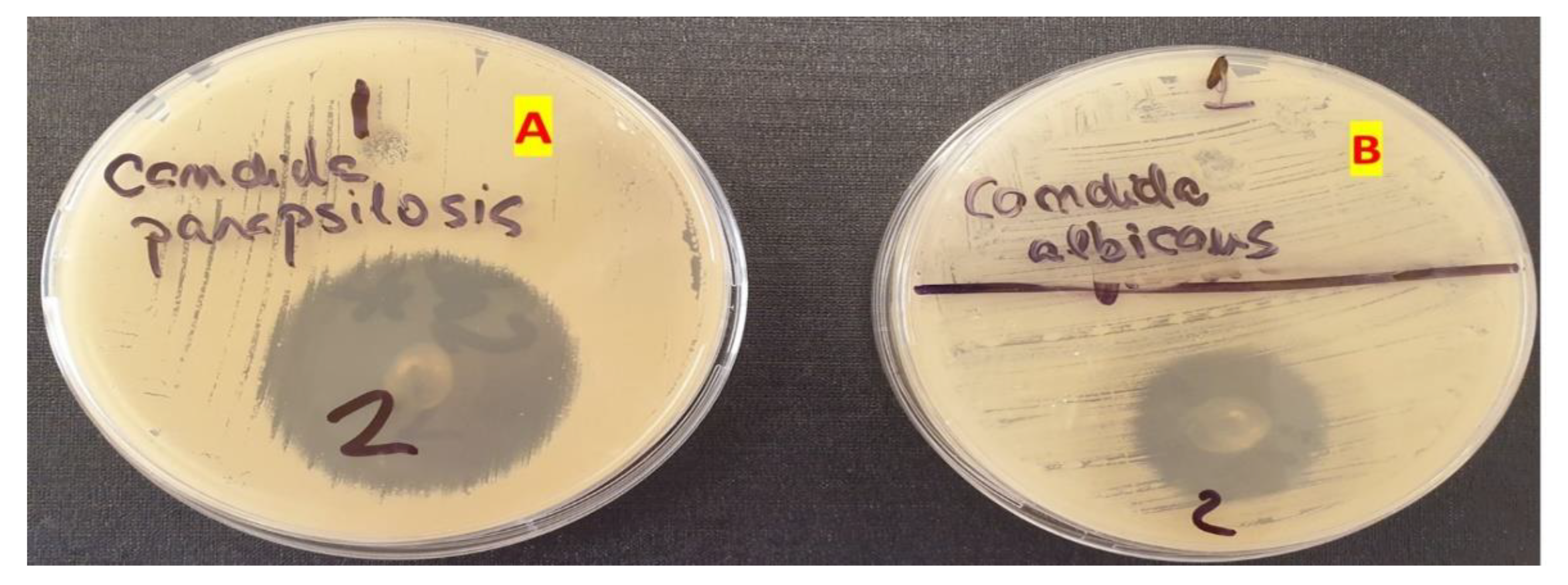 Polymers 14 05011 g009