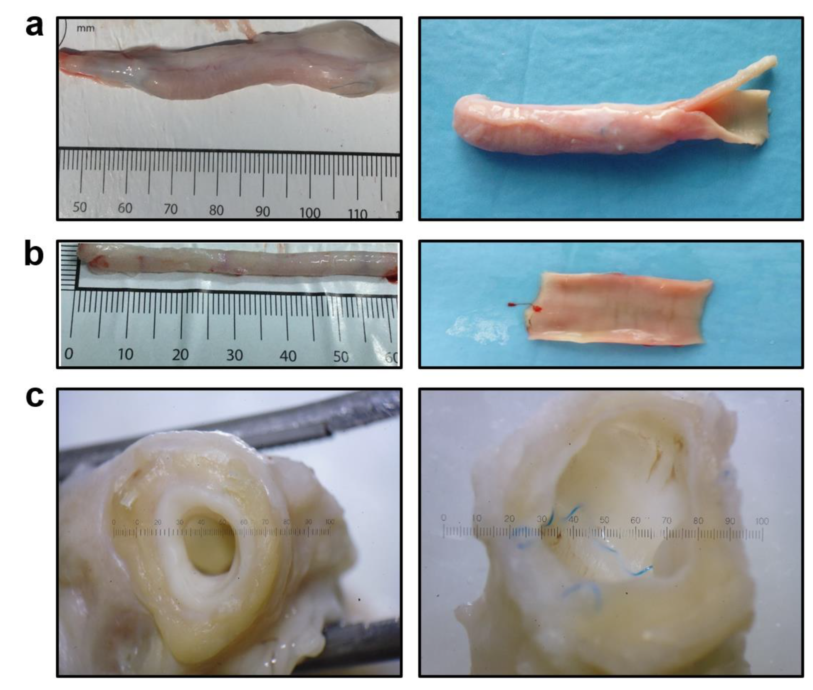 Polymers 14 05149 g006