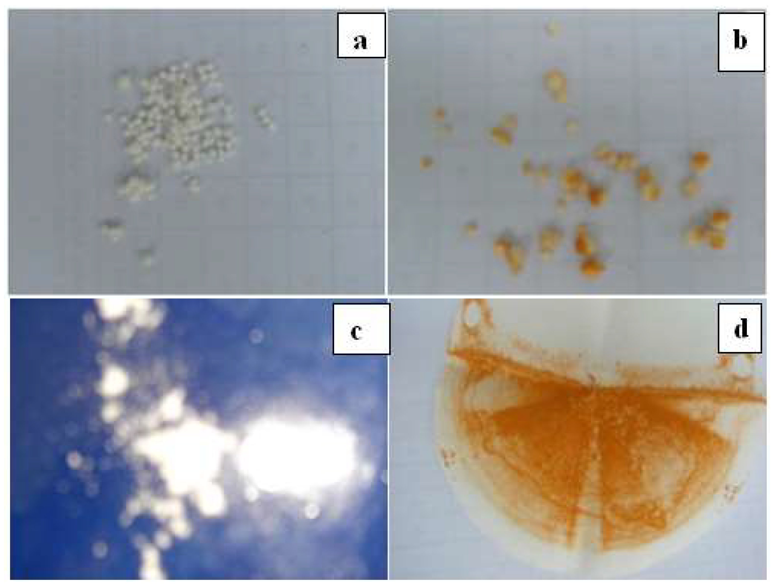 Polymers 14 05209 g012