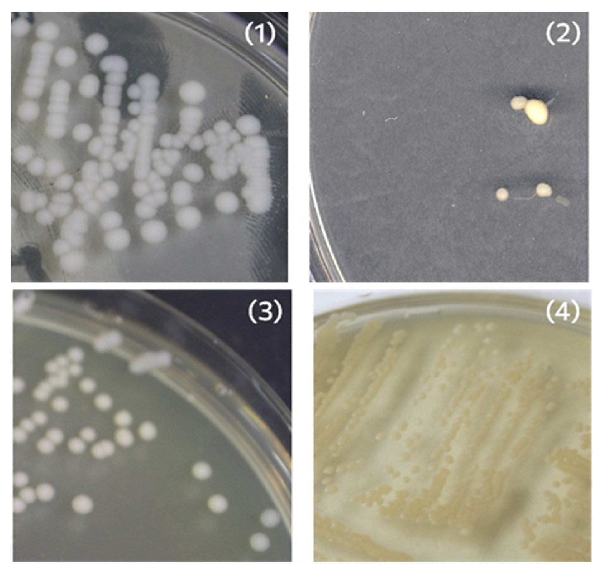 Polymers 14 05364 g006