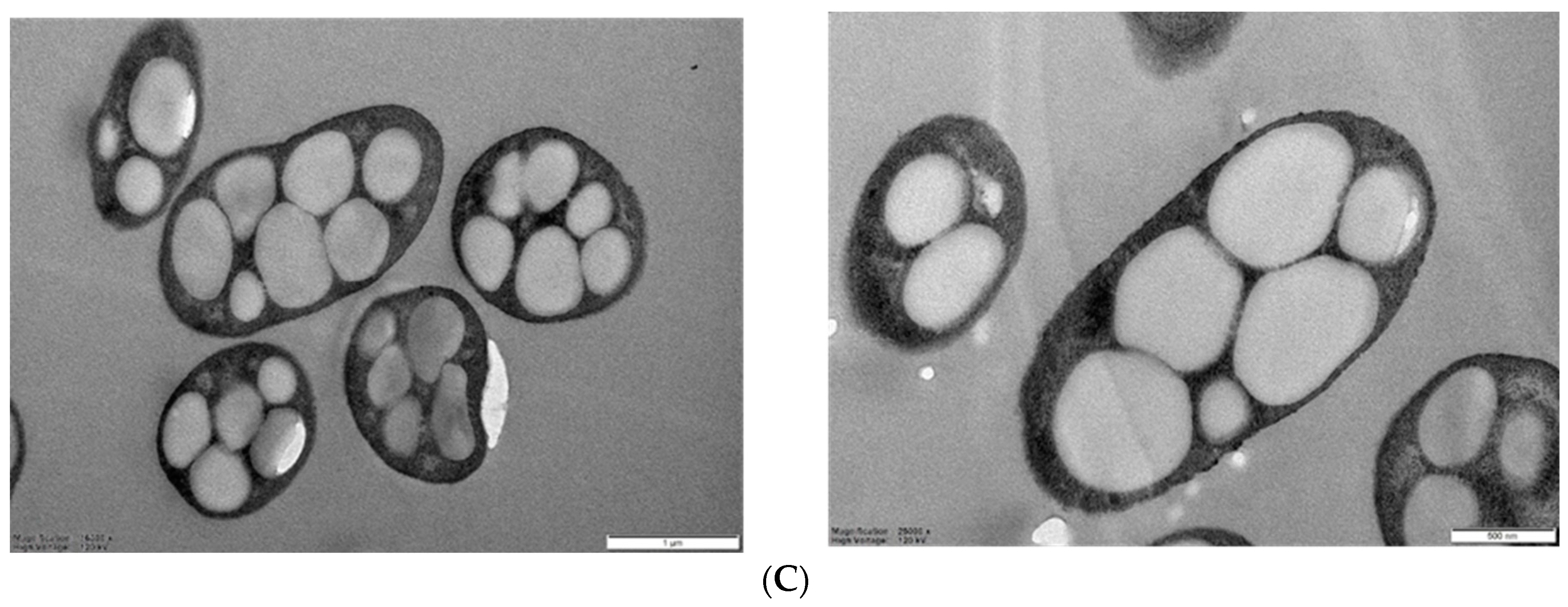 Polymers 14 05407 g001b