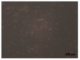 Polymers 15 00042 i009