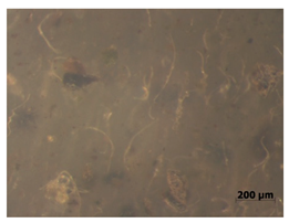 Polymers 15 00042 i013