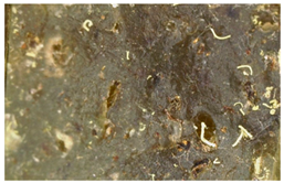 Polymers 15 00042 i038