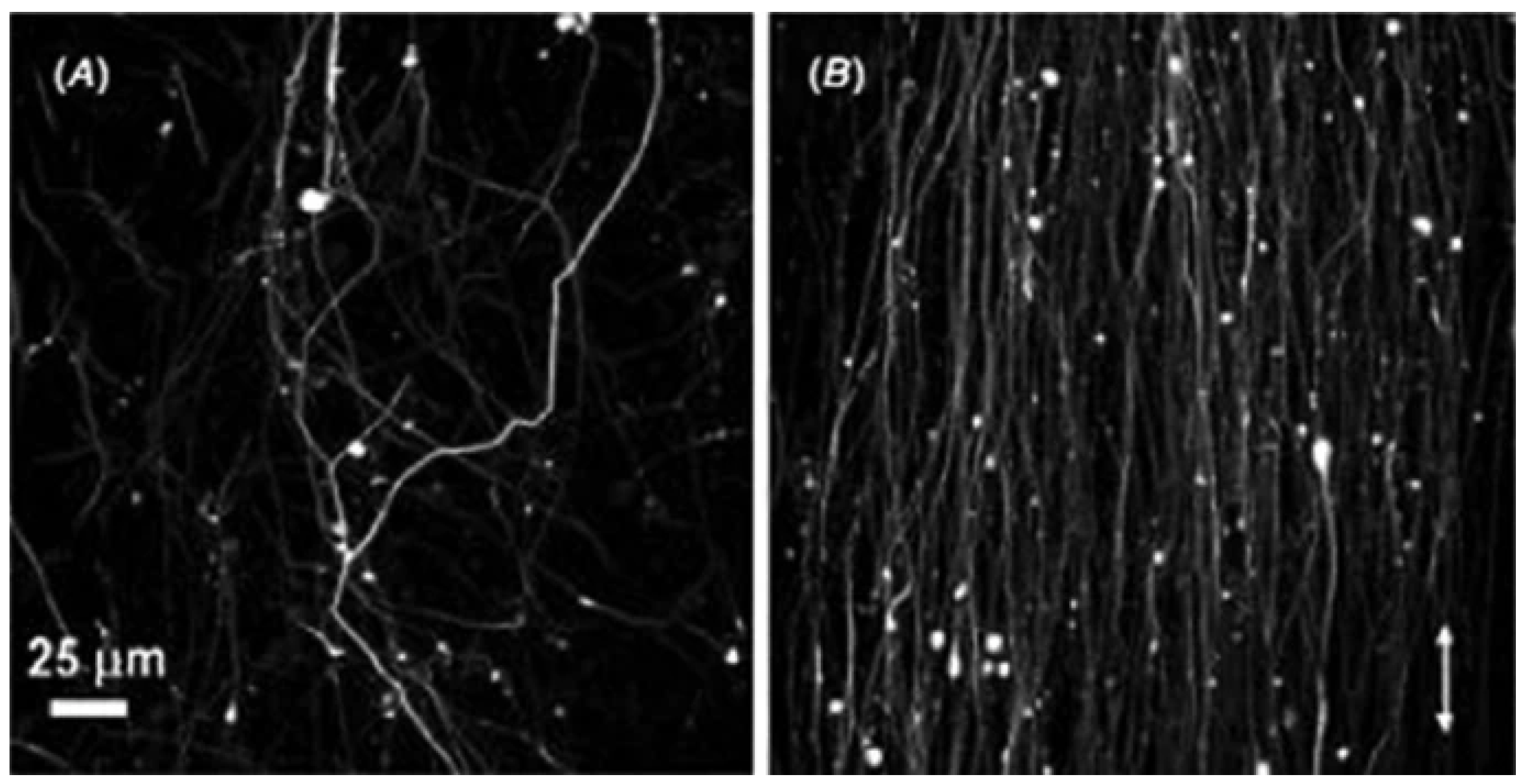 Polymers 15 00065 g029
