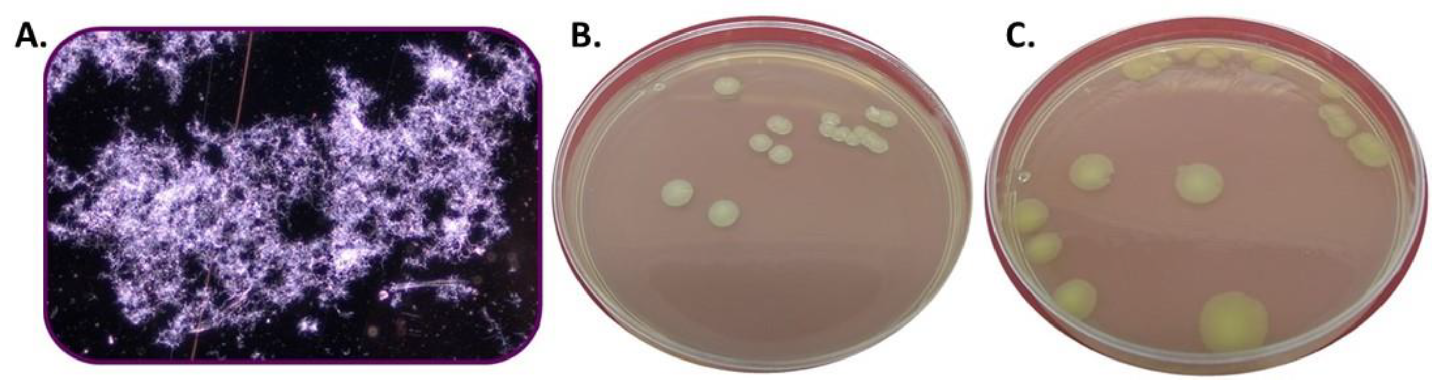 Polymers 15 00207 g004