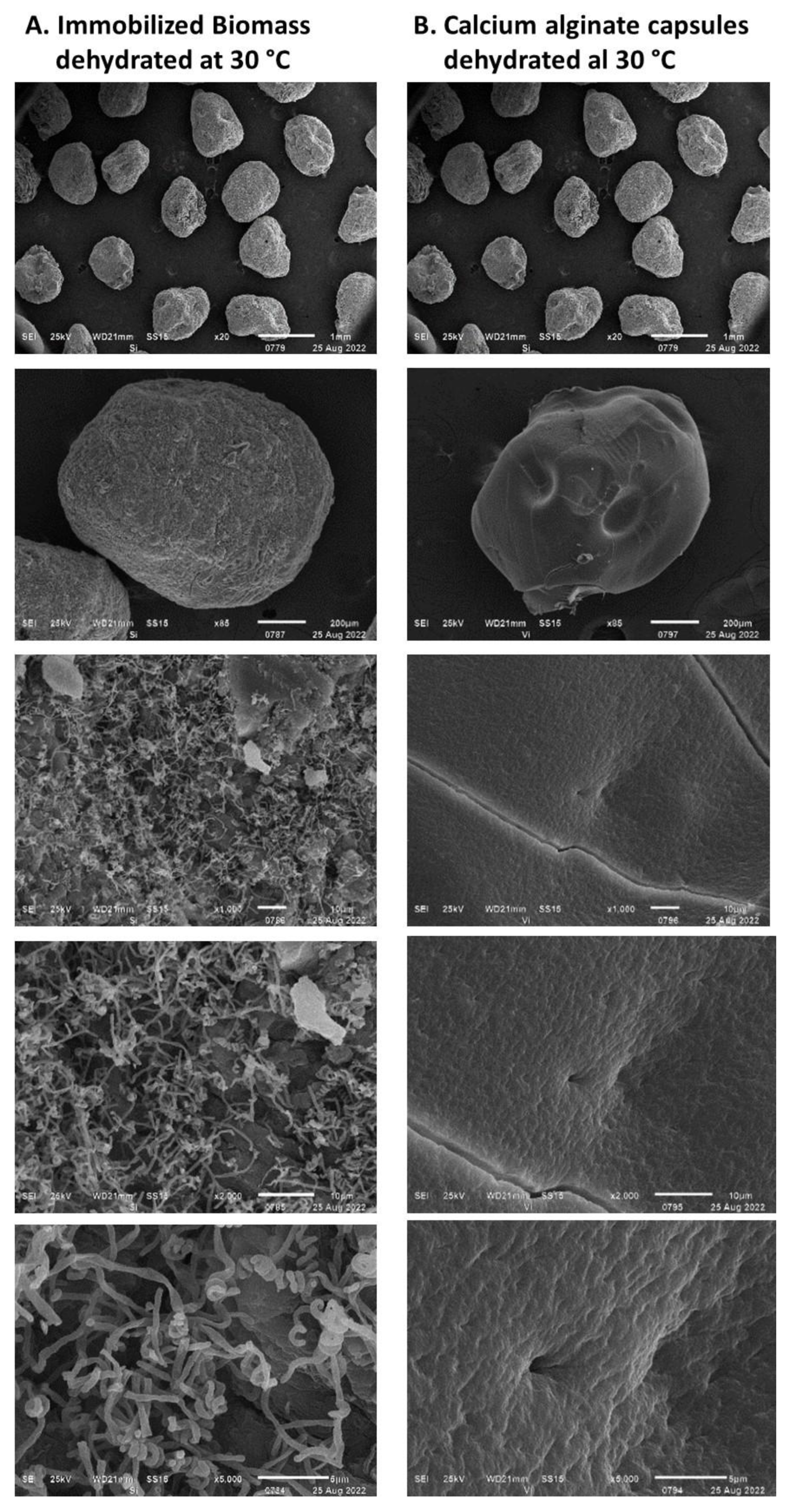 Polymers 15 00207 g013