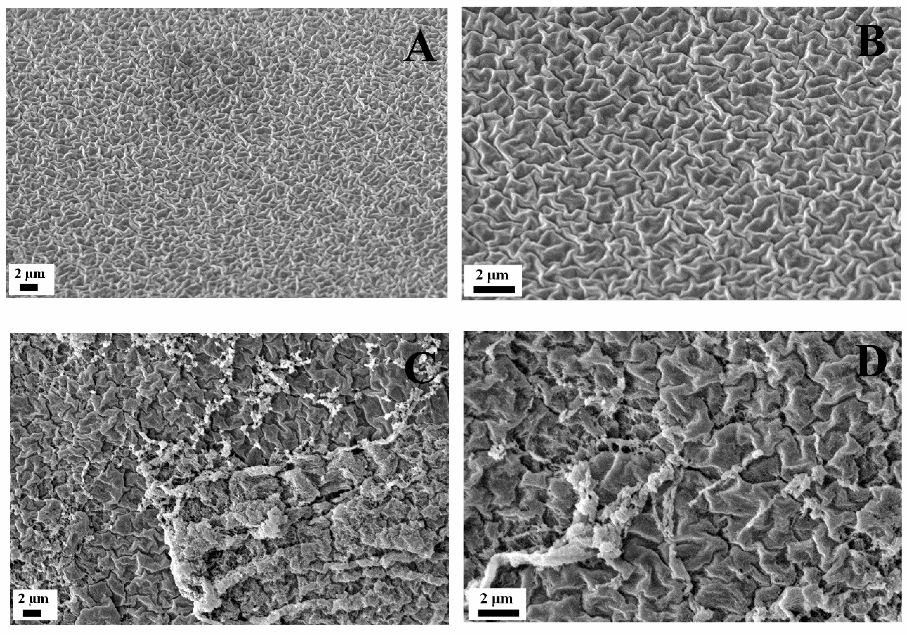 Polymers 15 00275 g002 Polymers 15 00275 g002