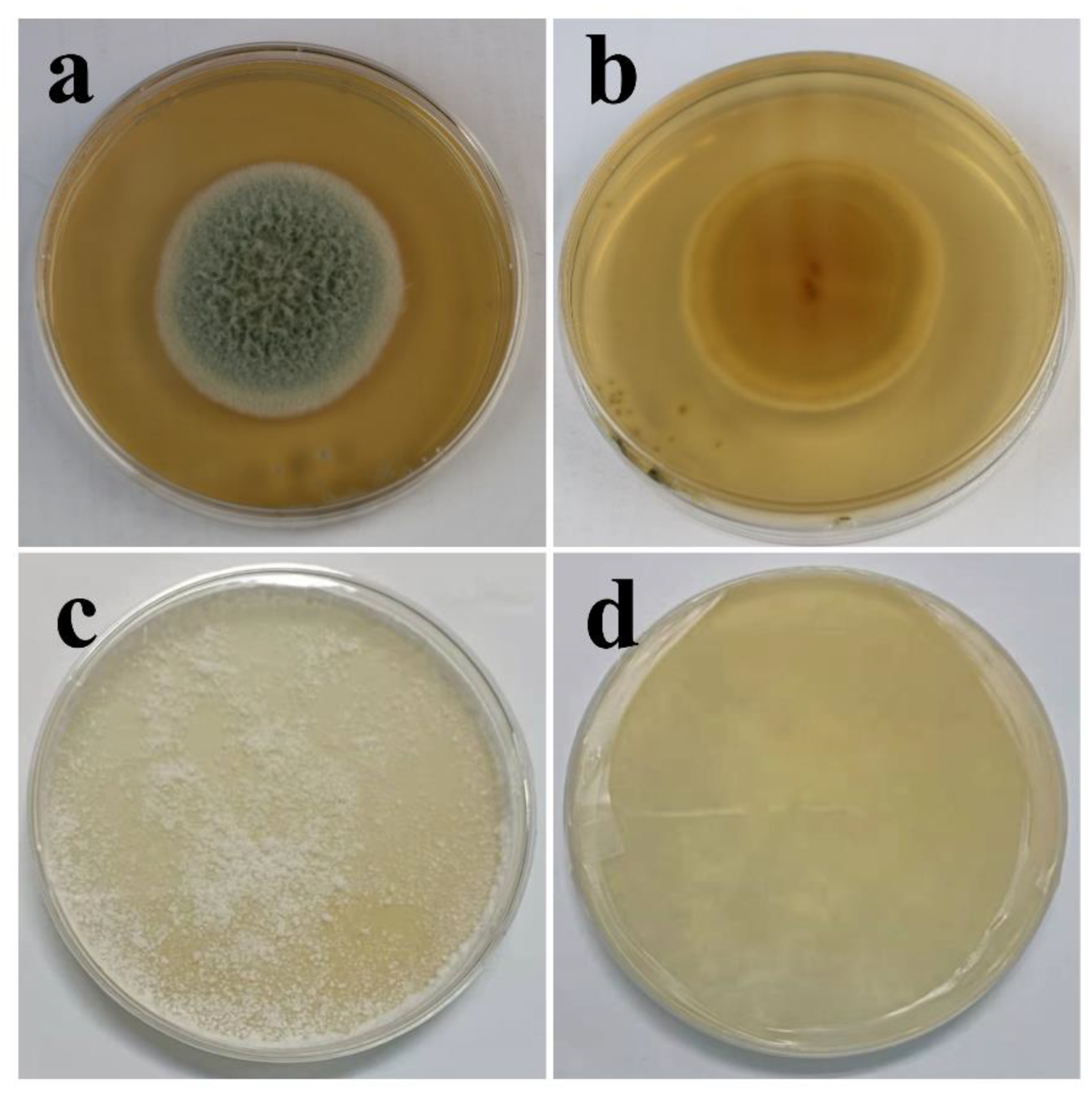 Polymers 15 00328 g001
