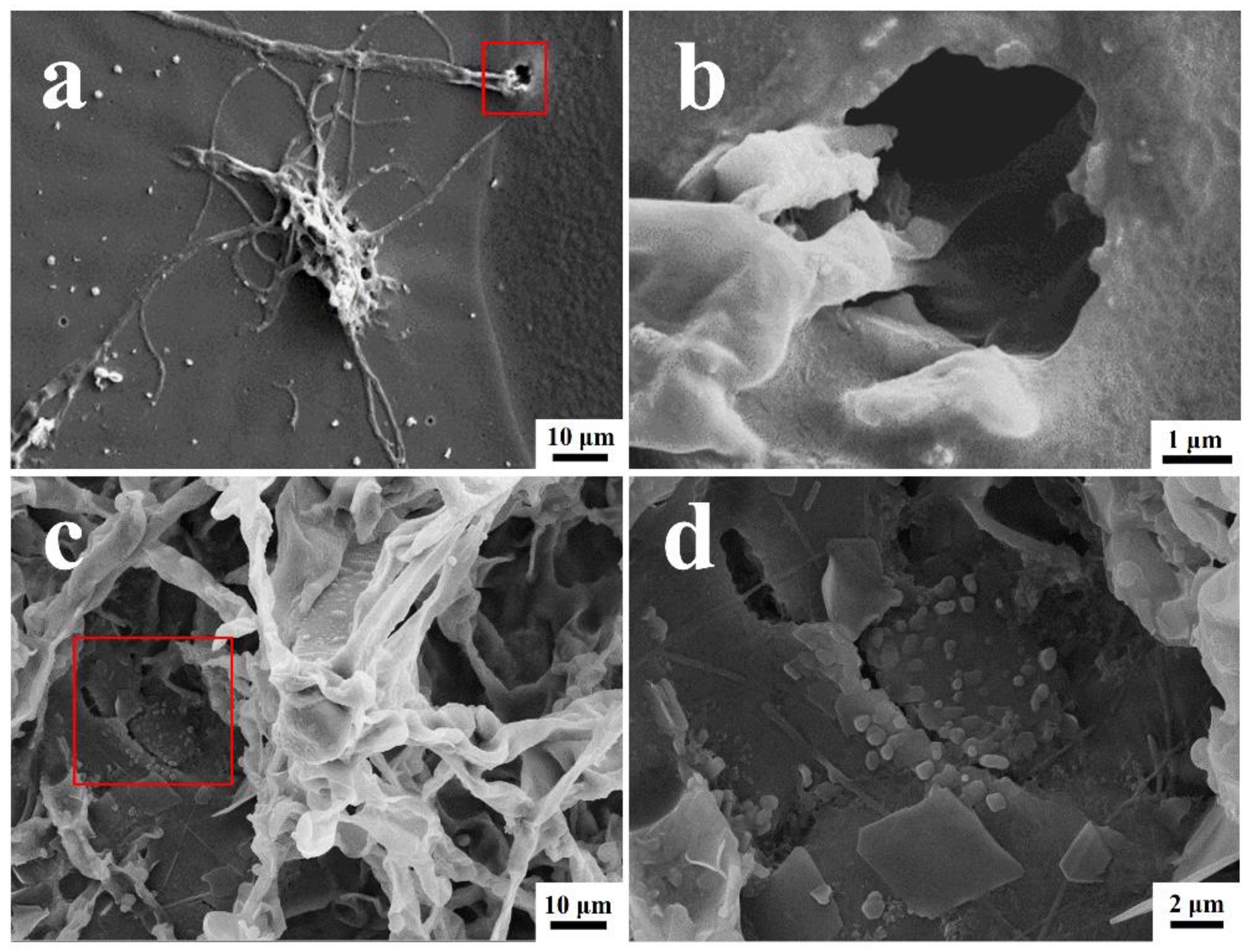 Polymers 15 00328 g004
