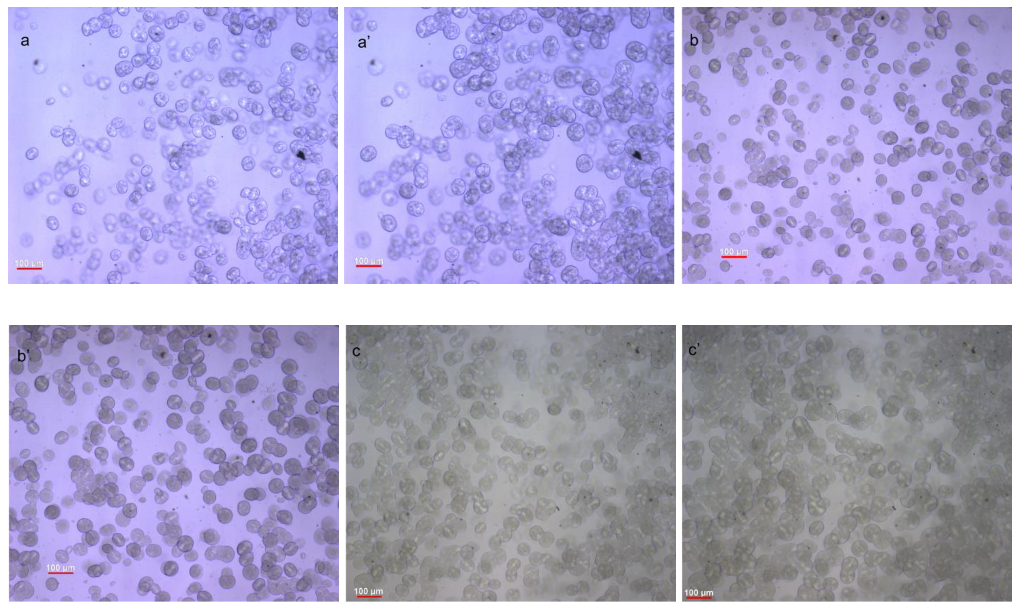 Polymers 15 00370 g008a