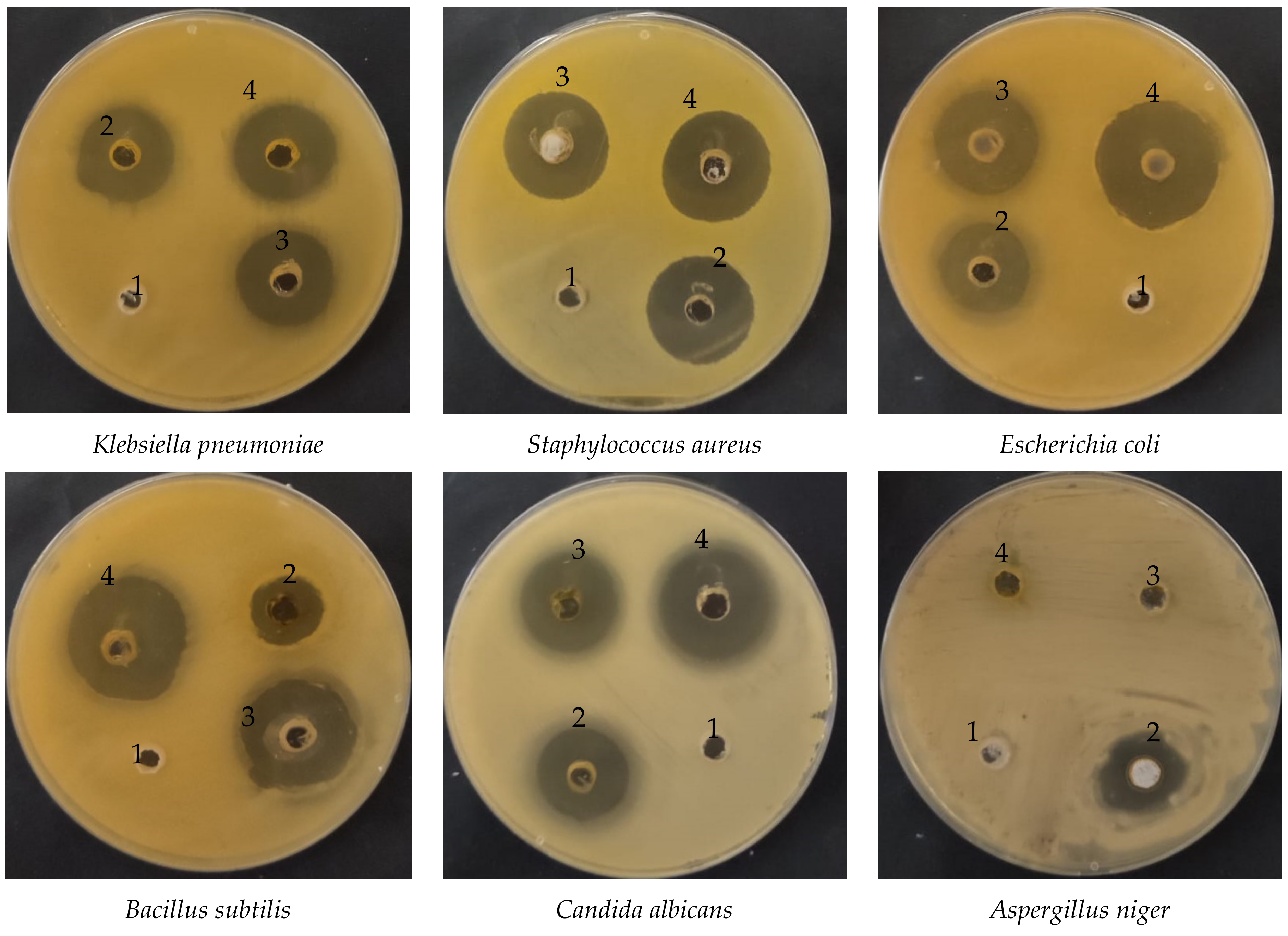 Polymers 15 00391 g005