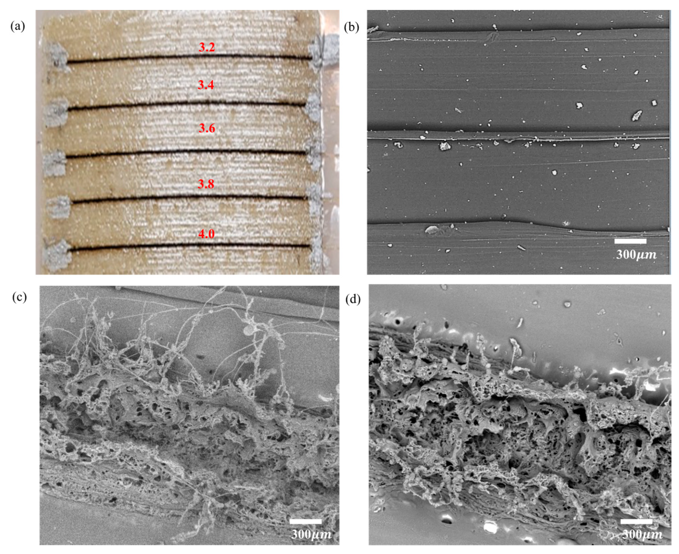 Polymers 15 00443 g005 Polymers 15 00443 g005