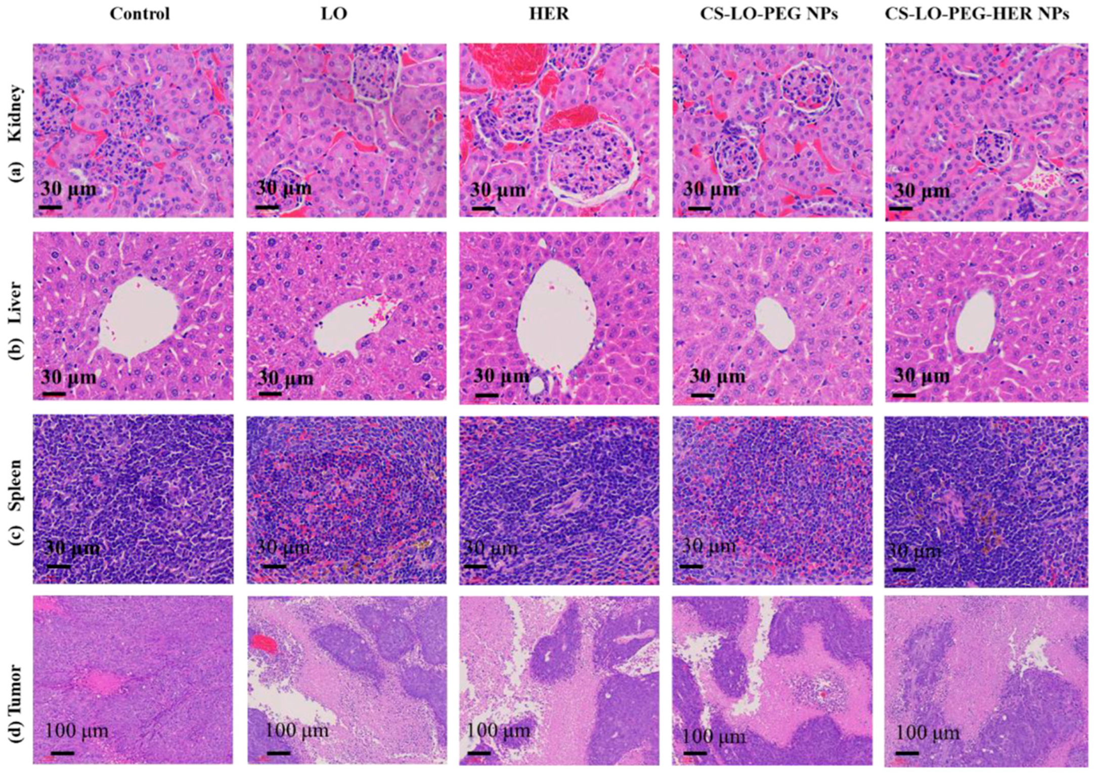 Polymers 15 00526 g004 Polymers 15 00526 g004