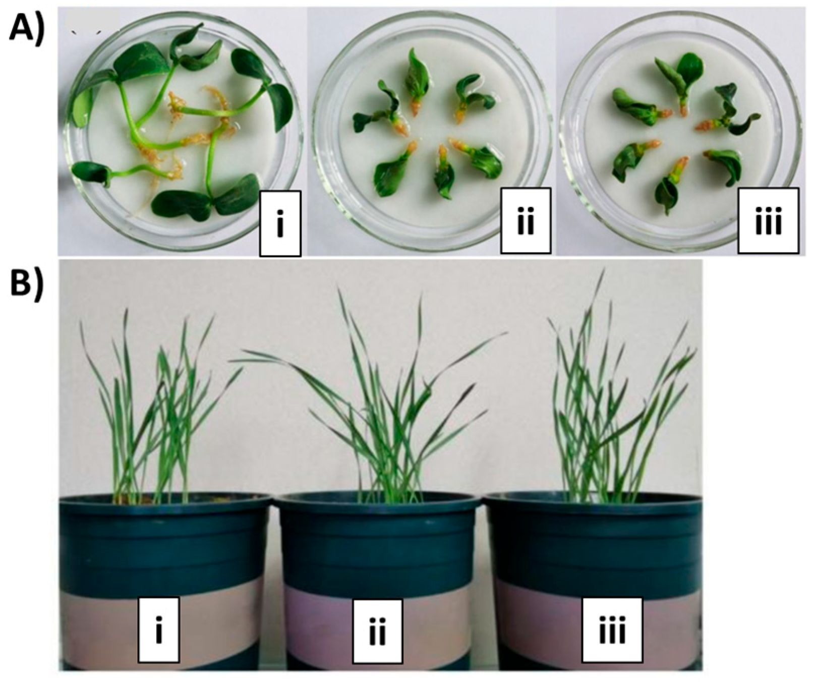 Polymers 15 00526 g007 Polymers 15 00526 g007