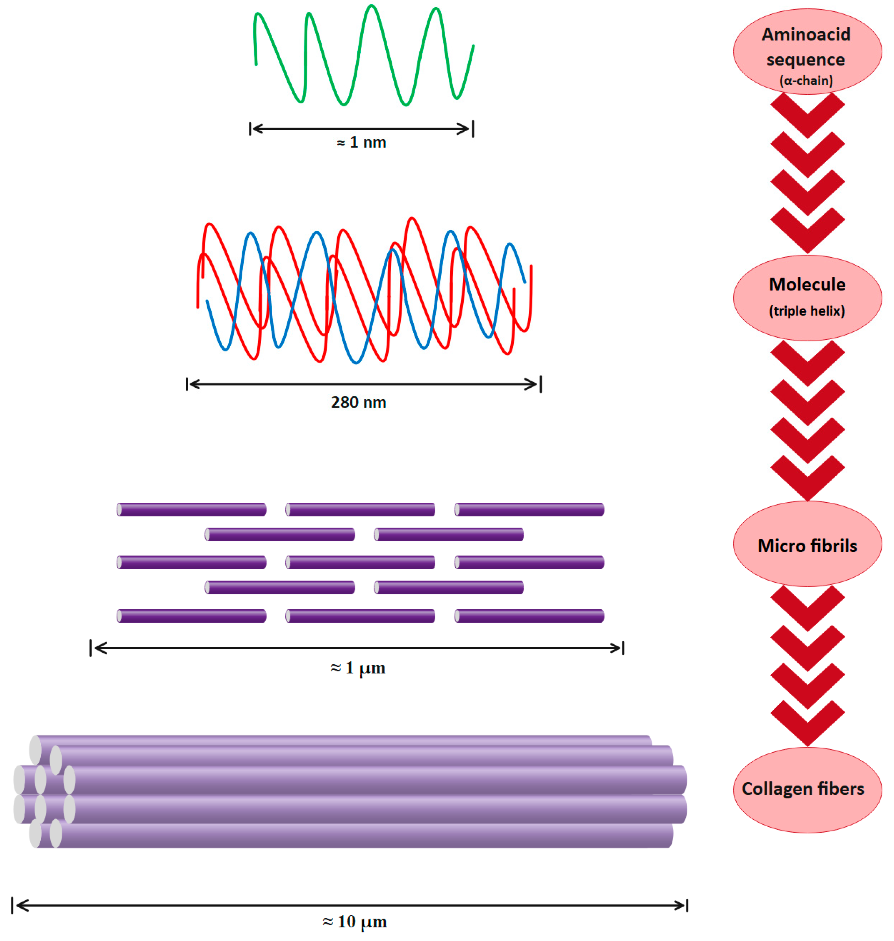 Polymers 15 00544 g004
