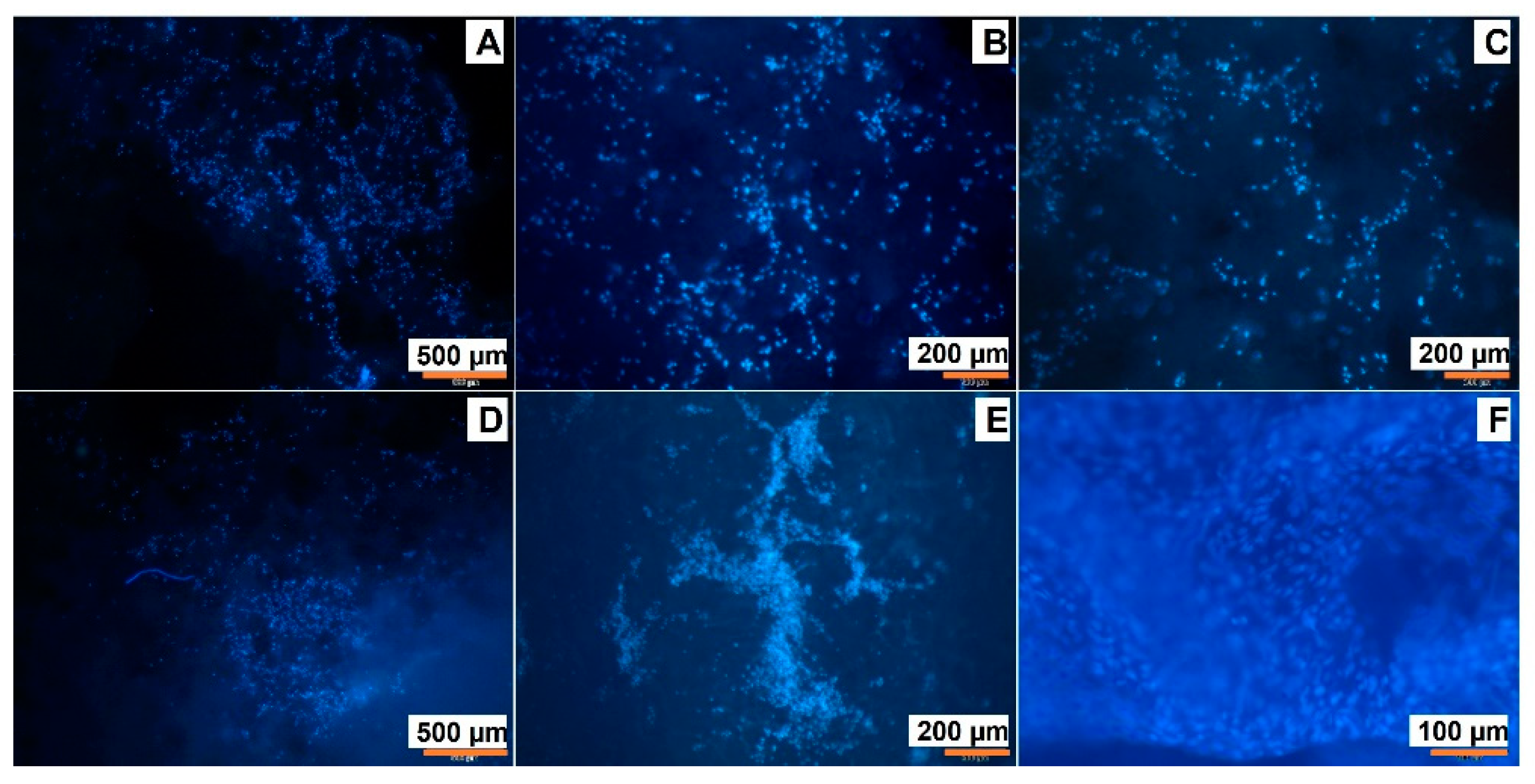 Polymers 15 00651 g013