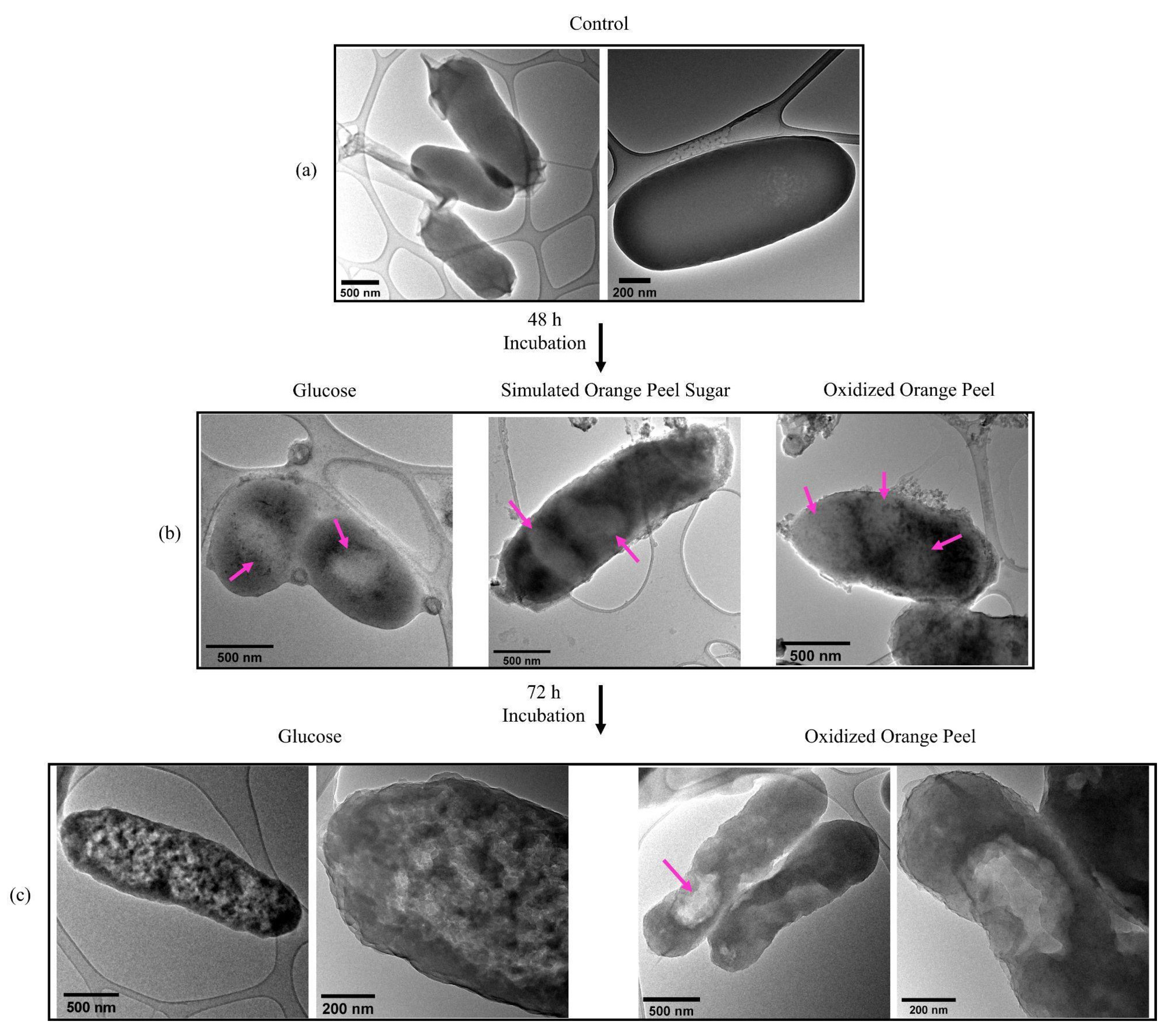 Polymers 15 00697 g009