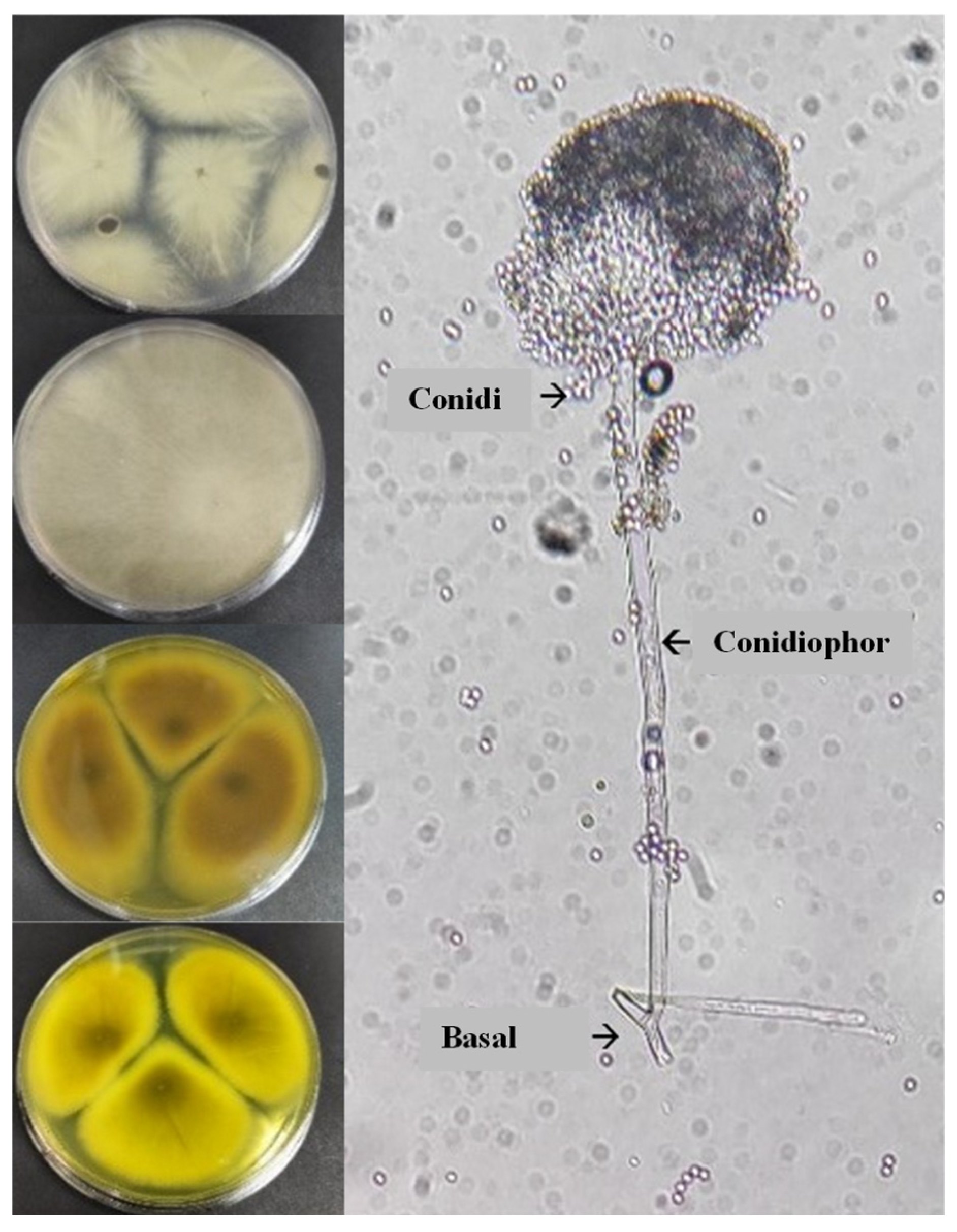 Polymers 15 00704 g004