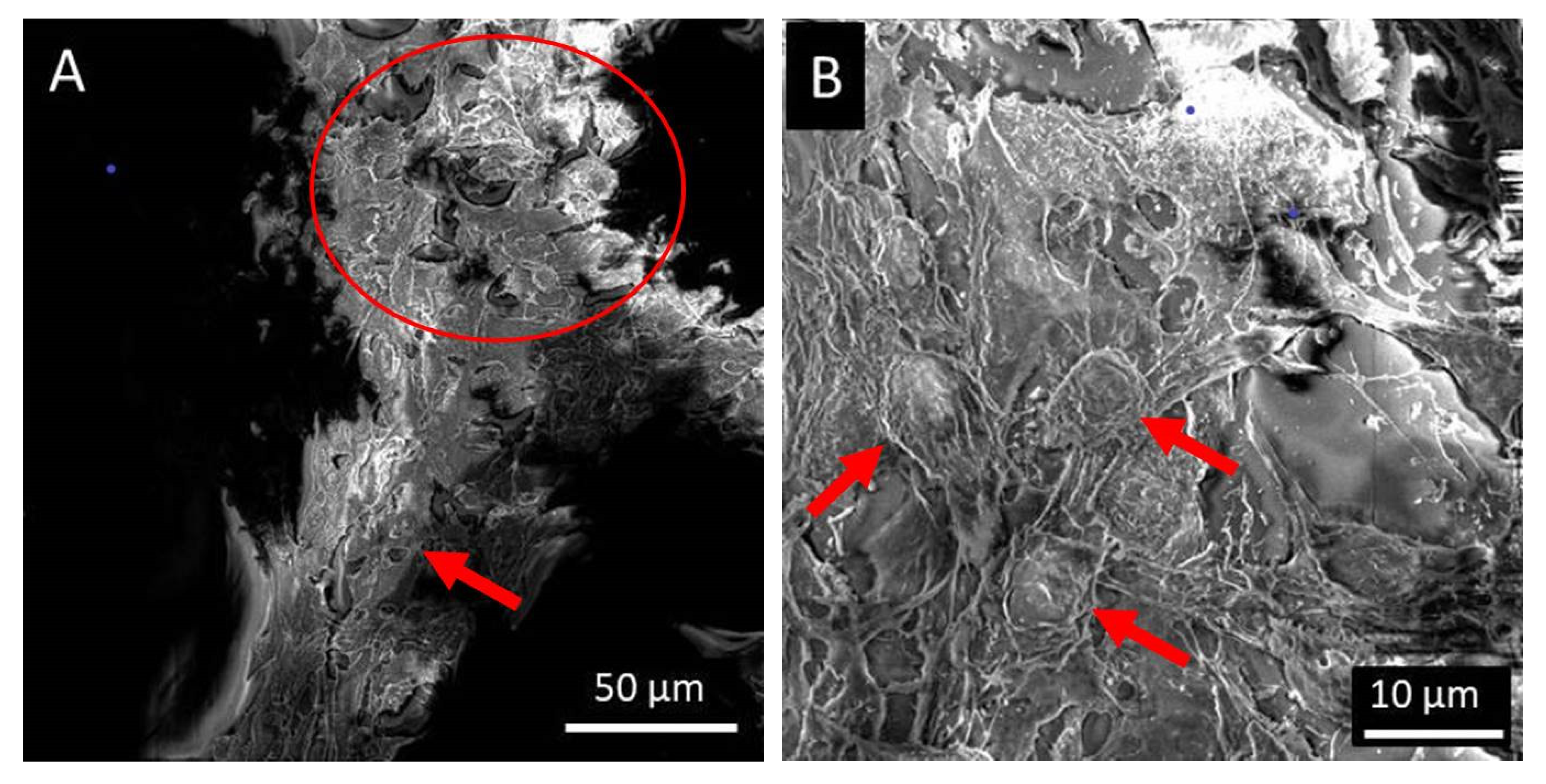 Polymers 15 00777 g007a