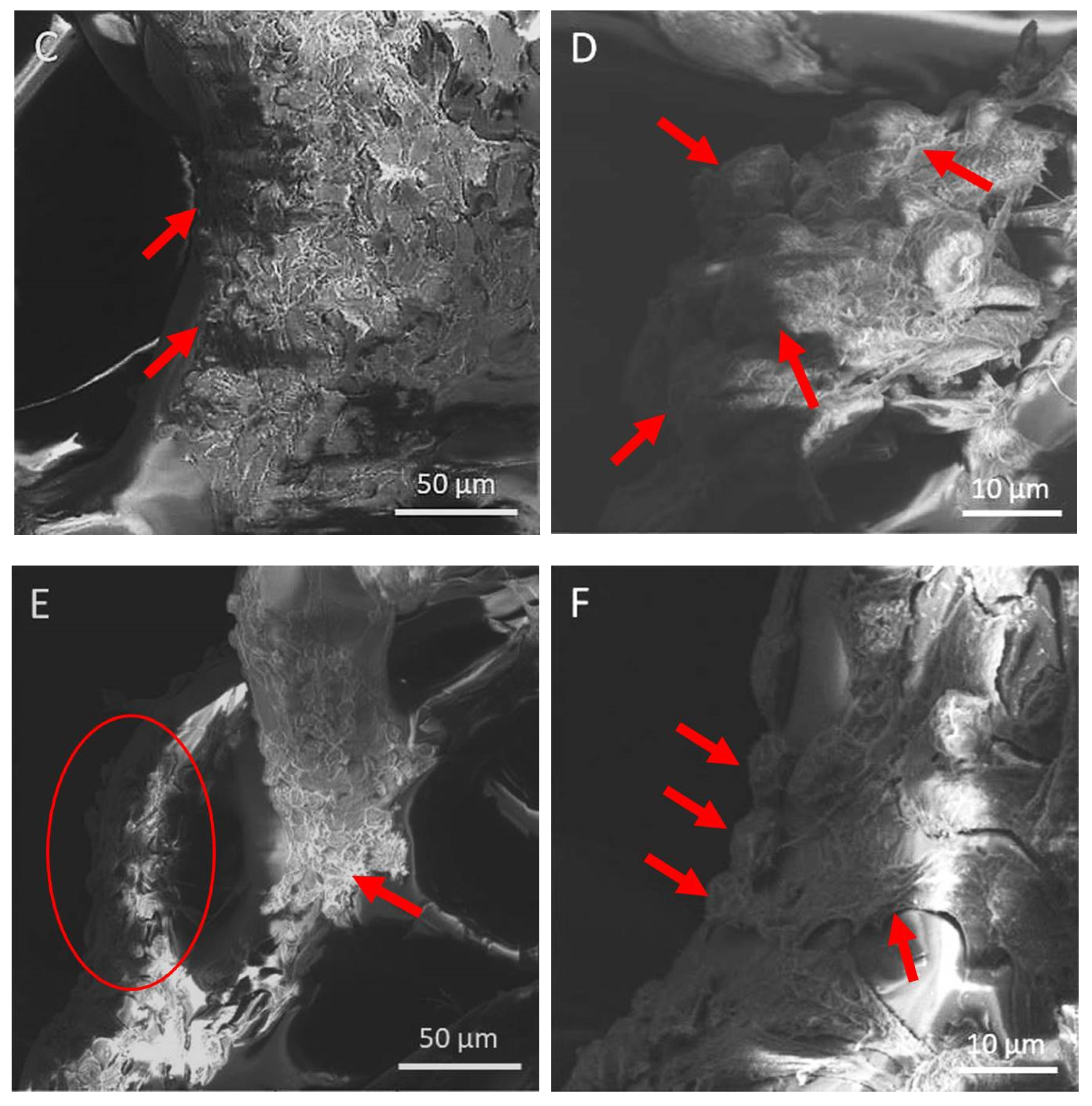 Polymers 15 00777 g007b
