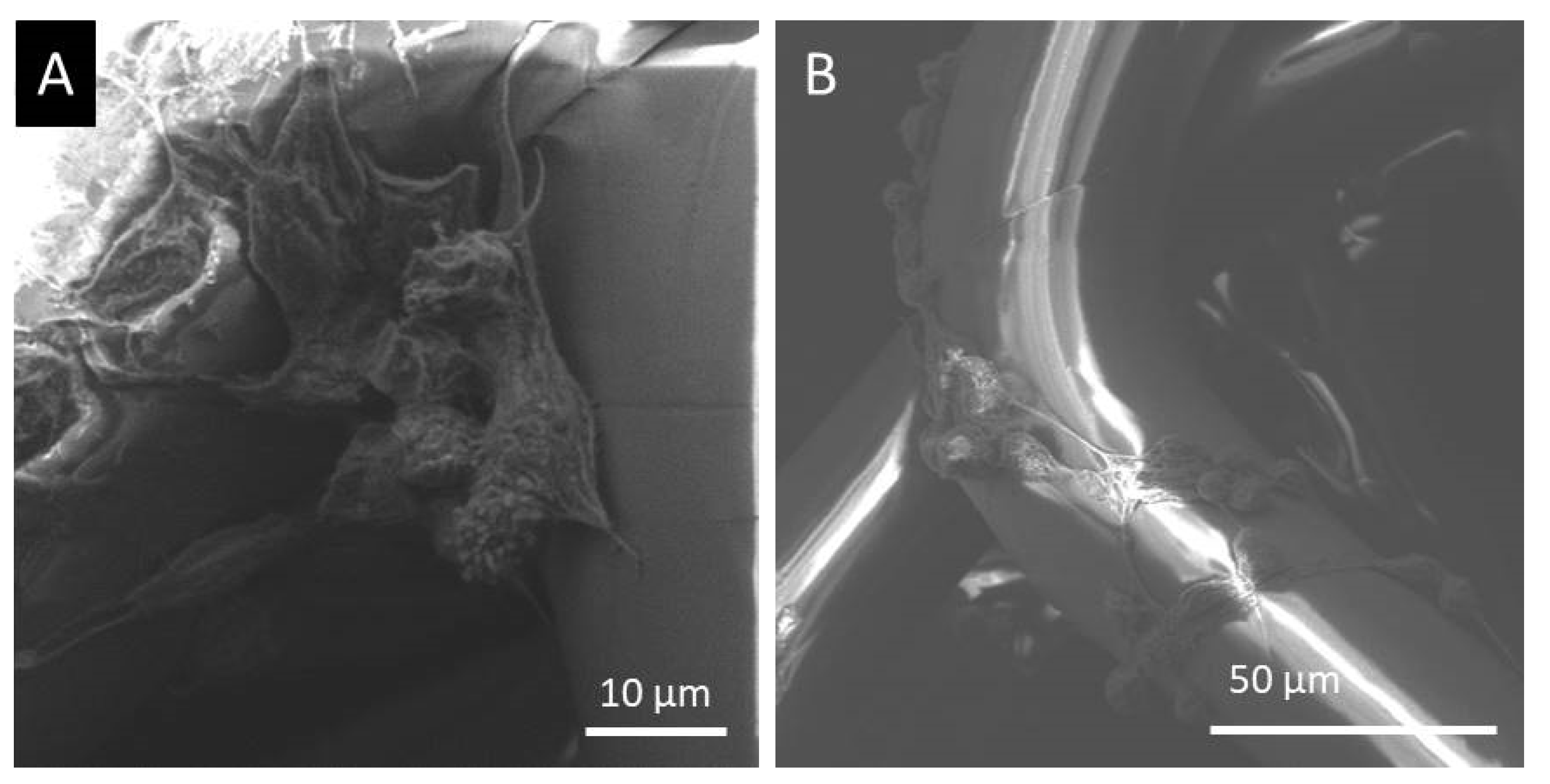 Polymers 15 00777 g008