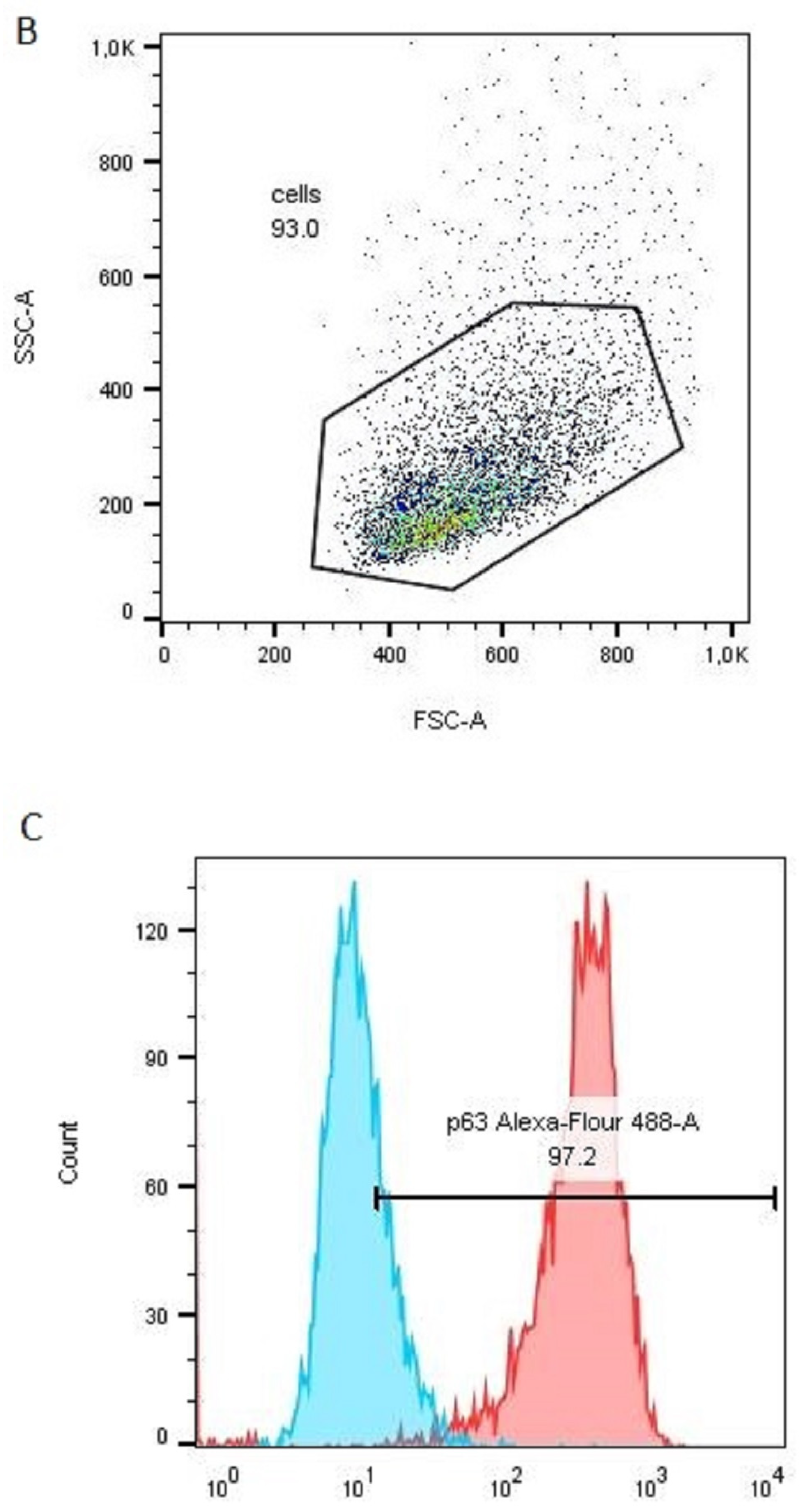 Polymers 15 00777 g012b
