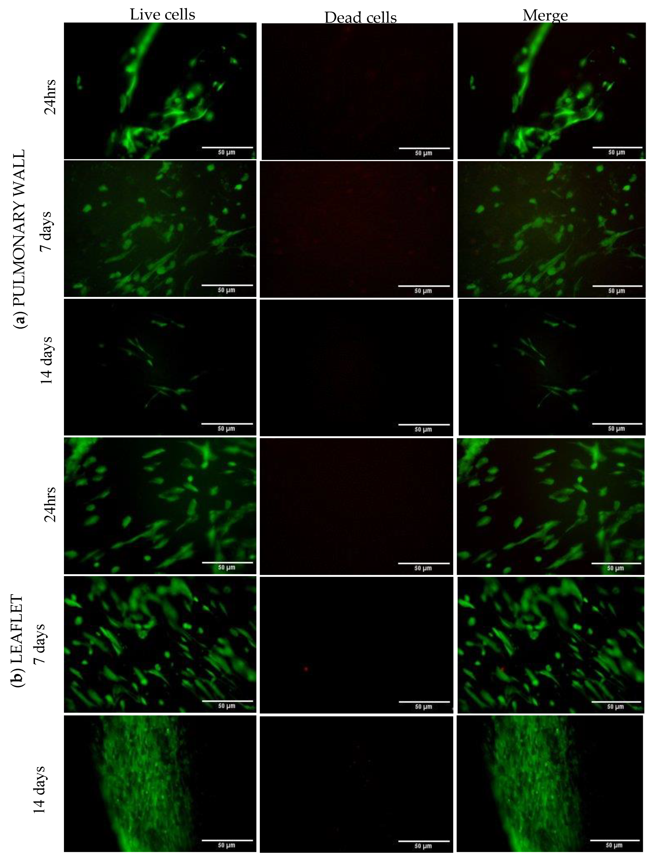 Polymers 15 00819 g009 Polymers 15 00819 g009