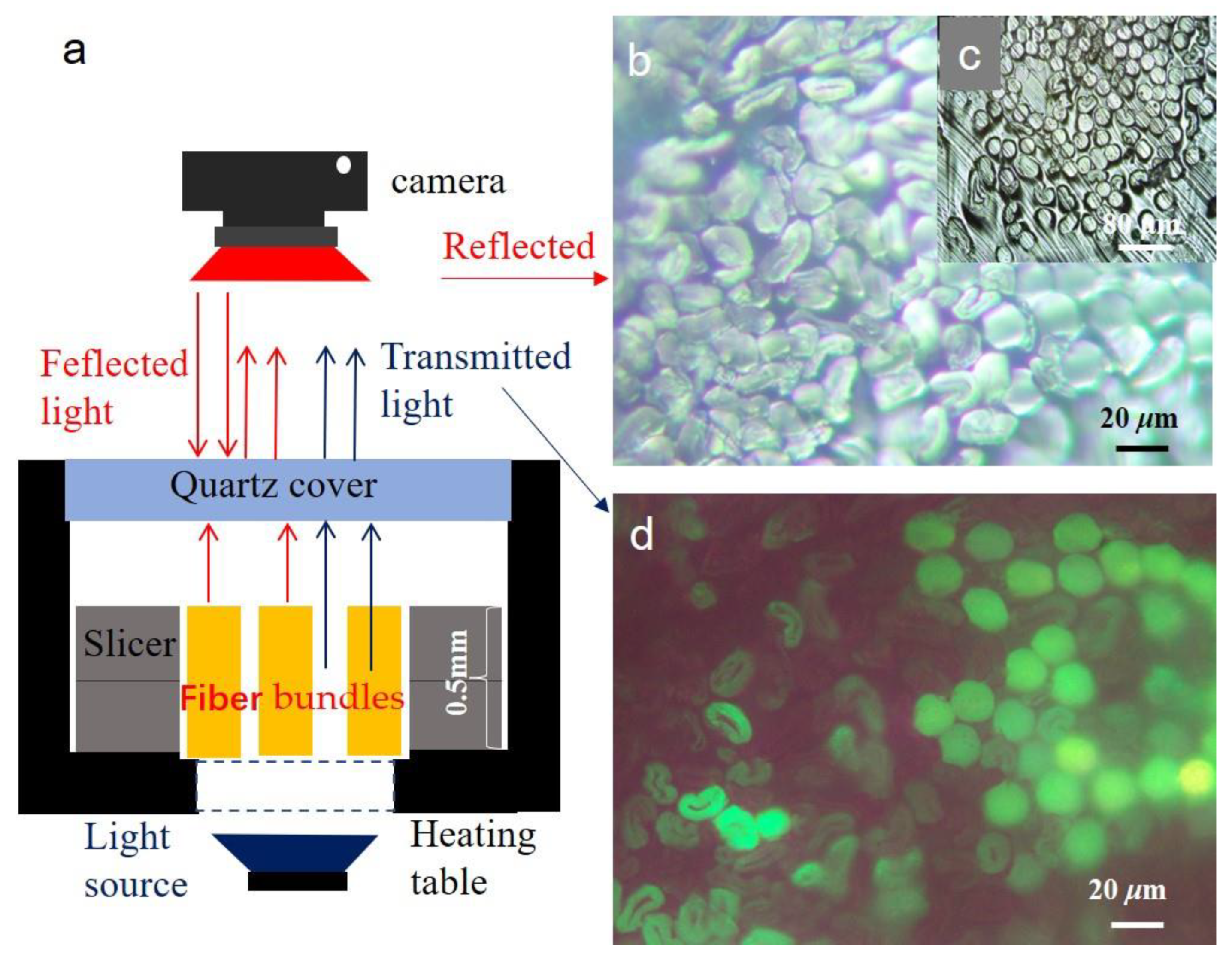 Polymers 15 00842 g001