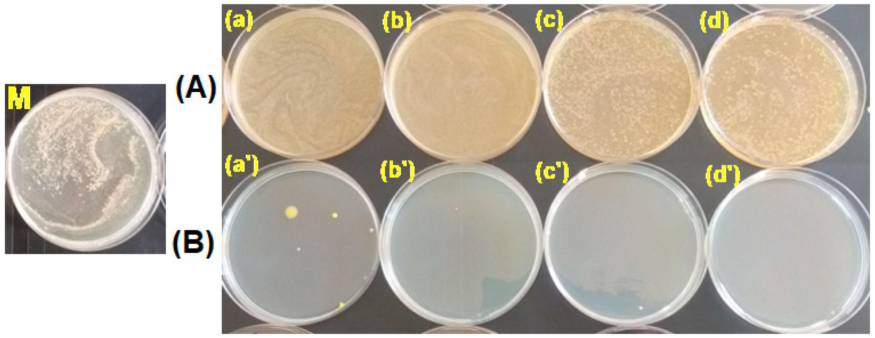 Polymers 15 00877 g013