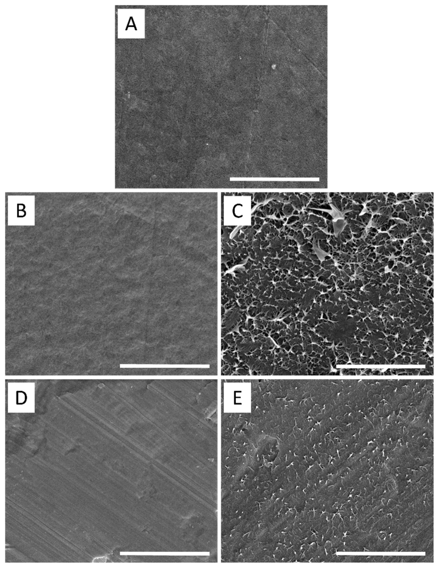 Polymers 15 00916 g005
