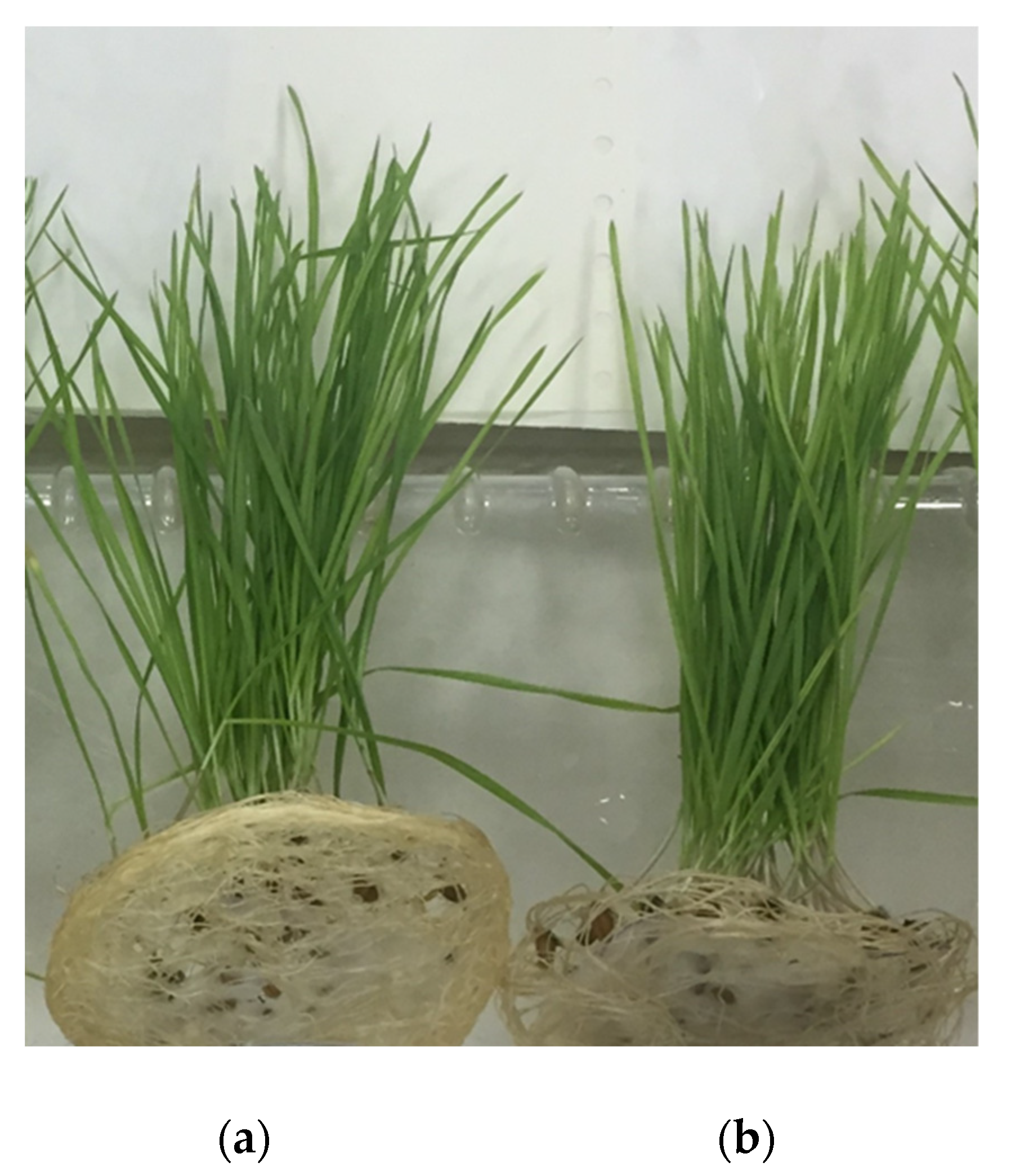 Polymers 15 01029 g005