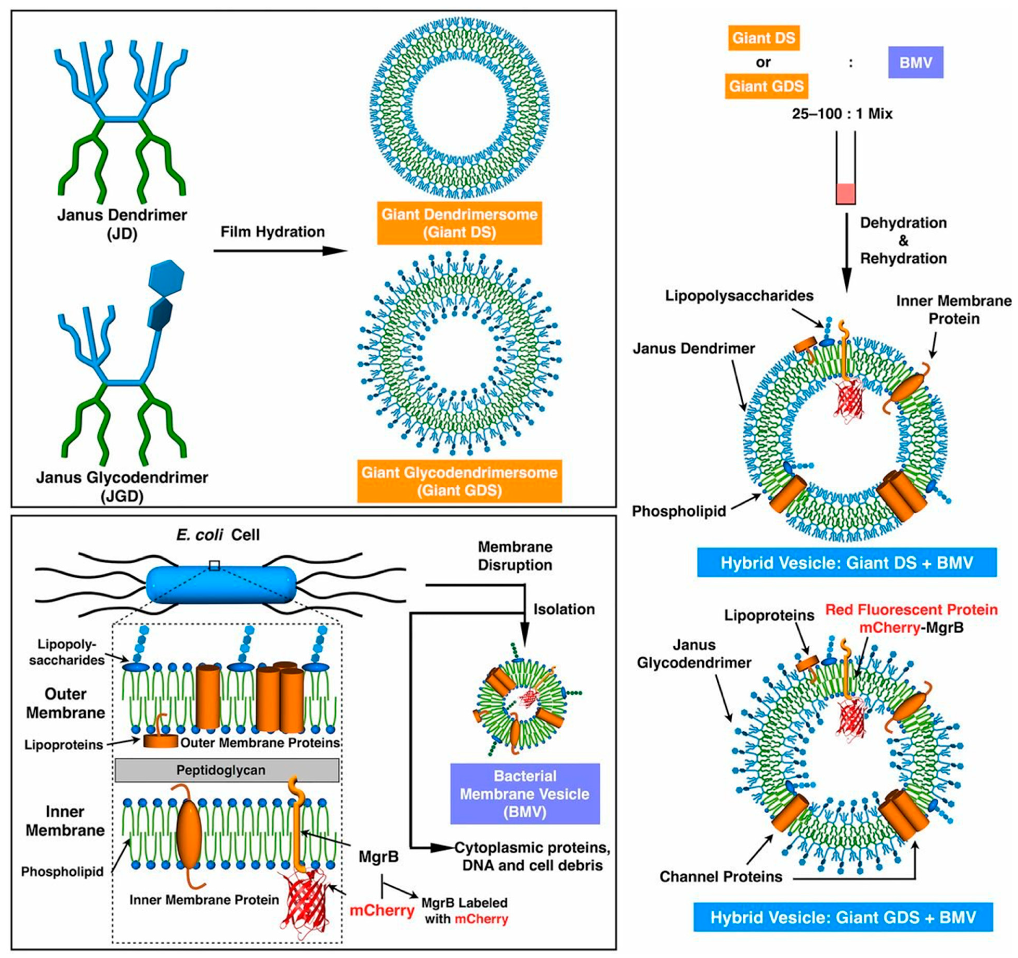Polymers 15 01075 g017