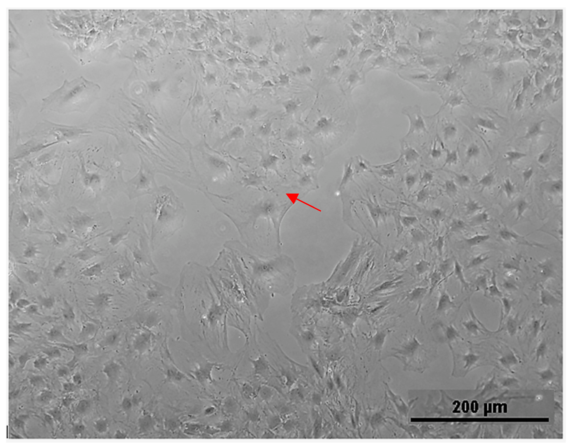 Polymers 15 01370 g002