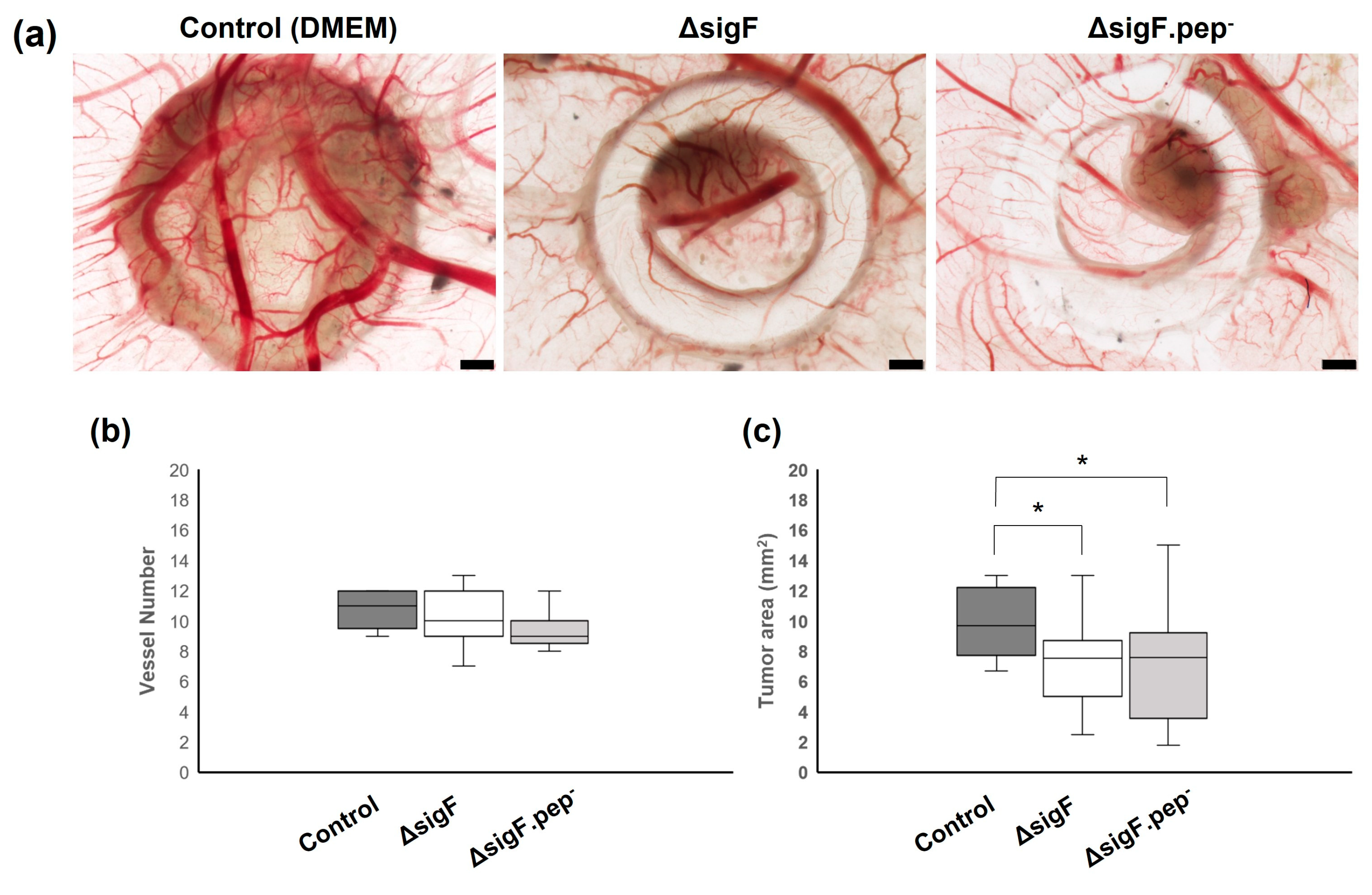 Polymers 15 01382 g005