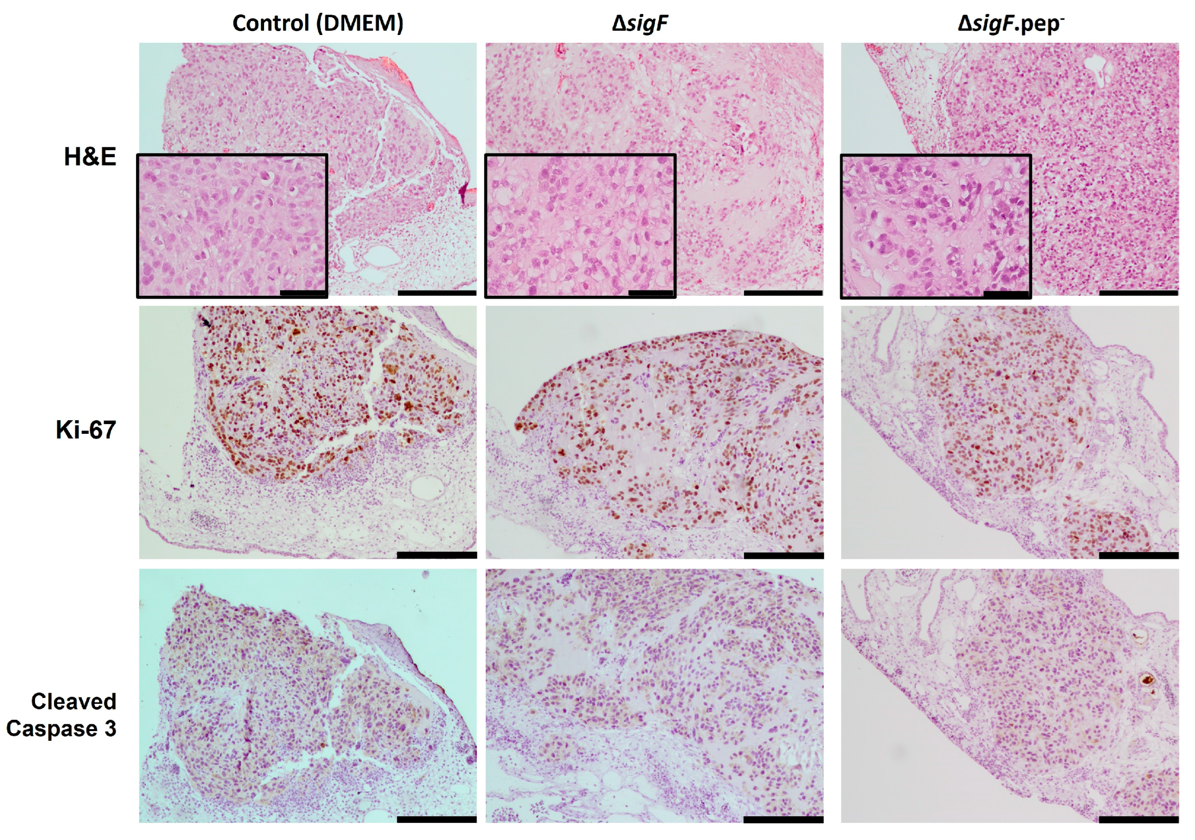 Polymers 15 01382 g006