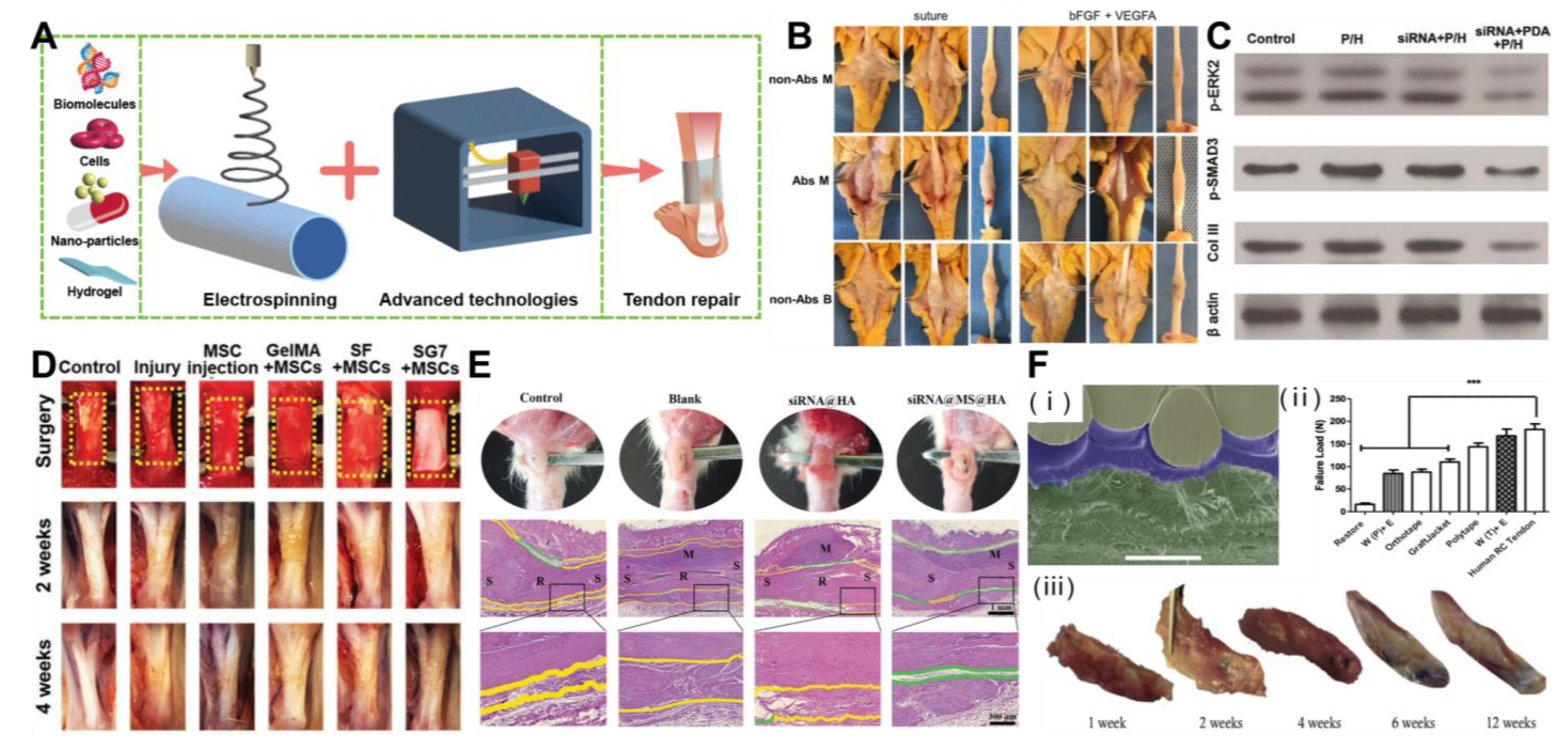 Polymers 15 01566 g003