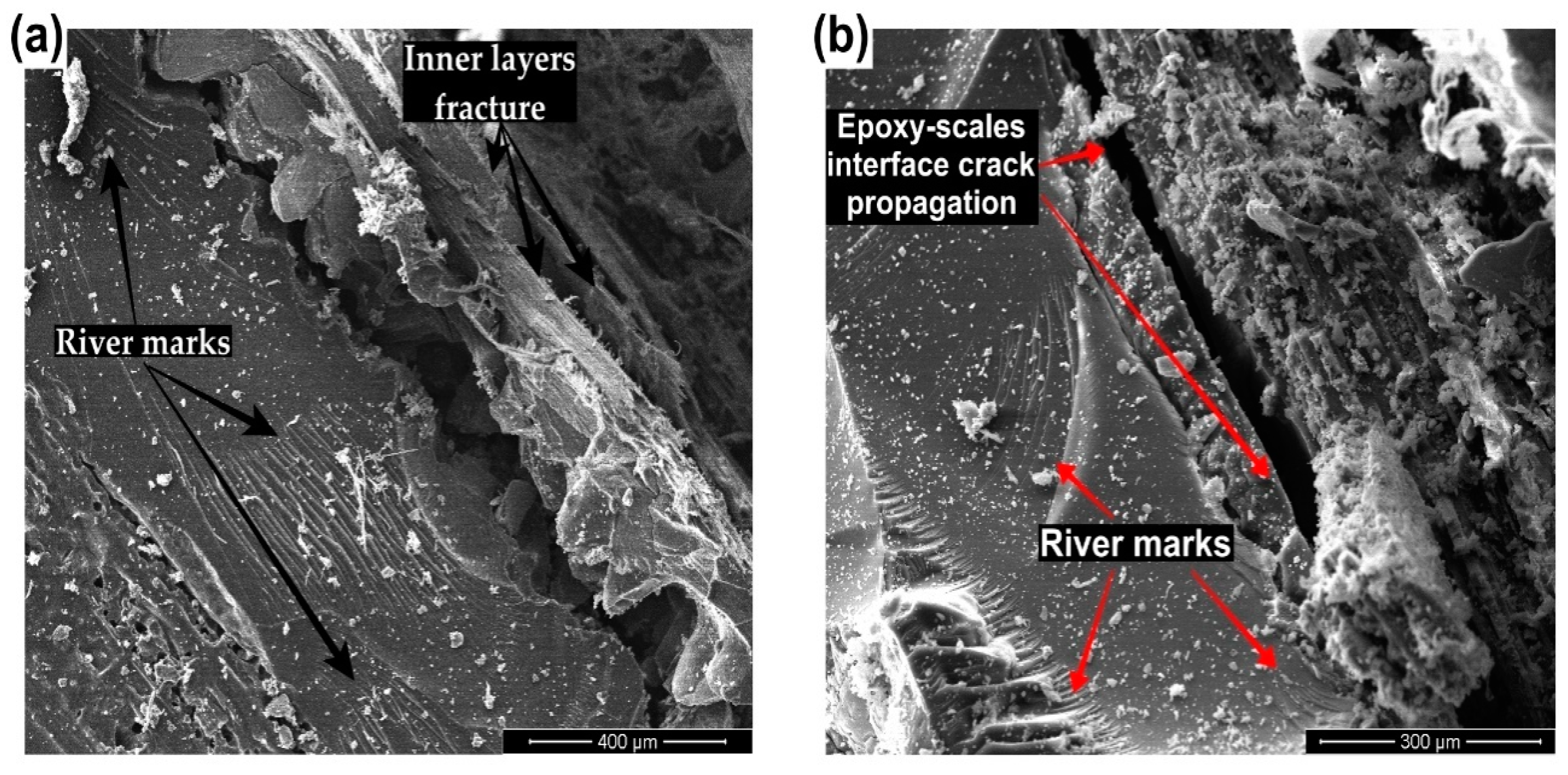 Polymers 15 01614 g013
