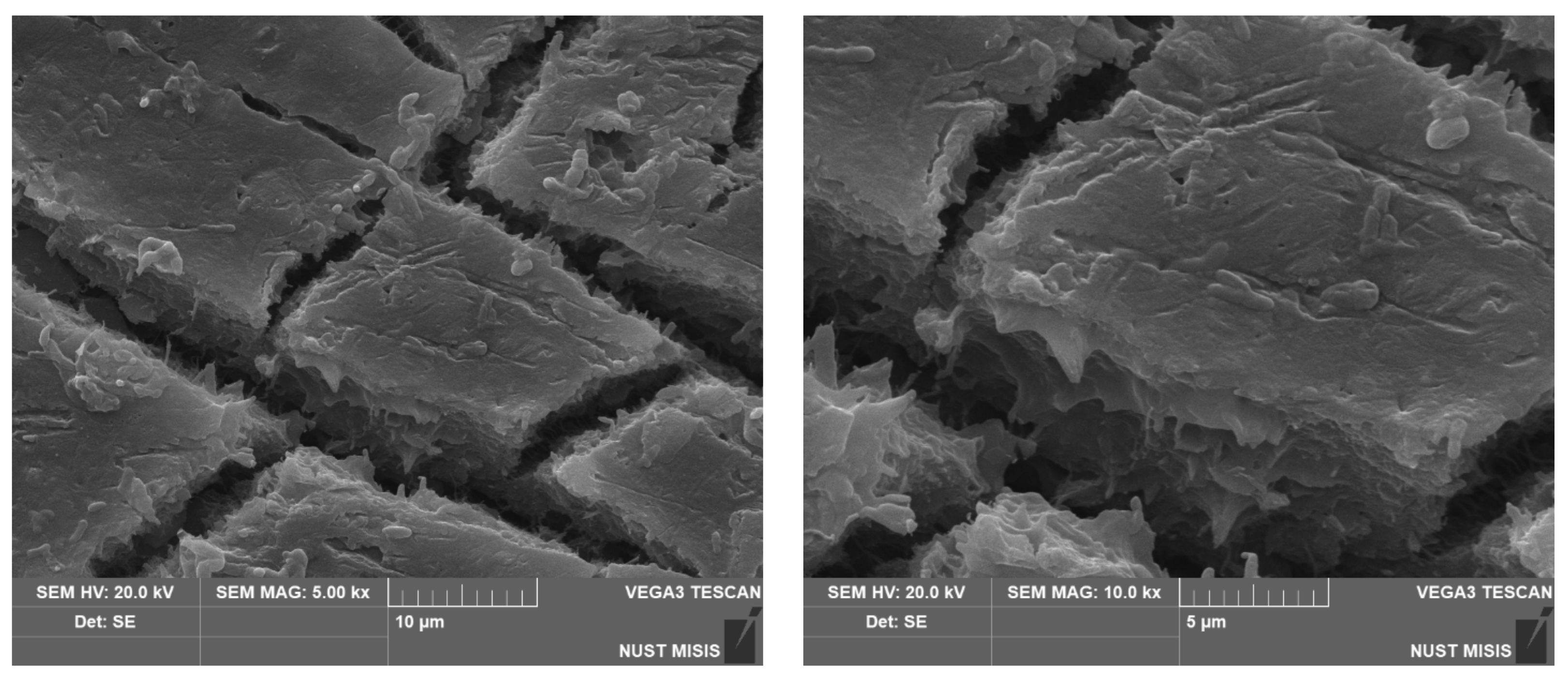 Polymers 15 01619 g012b
