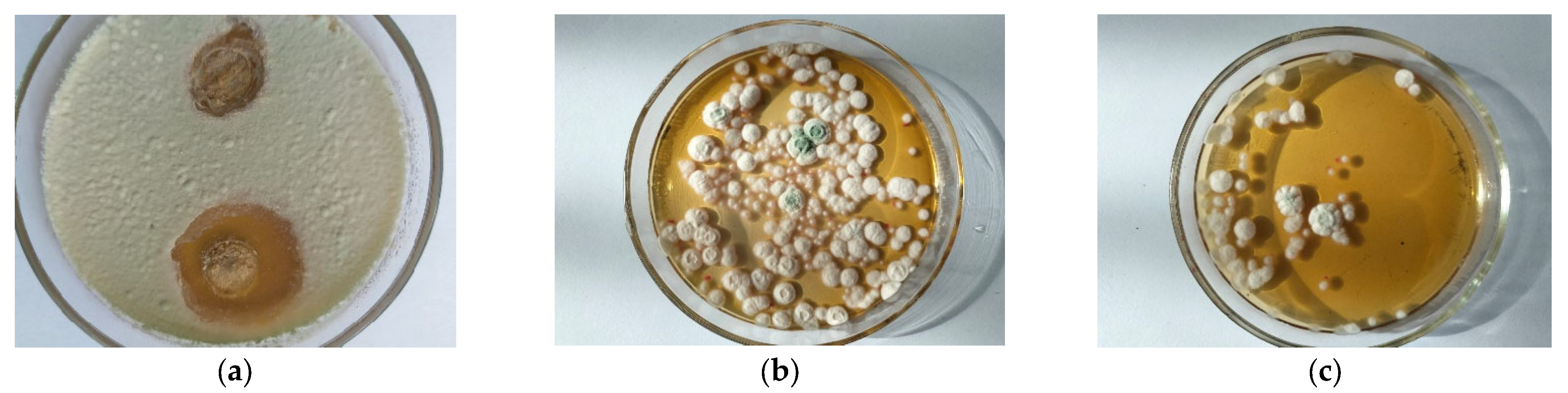 Polymers 15 02184 g003