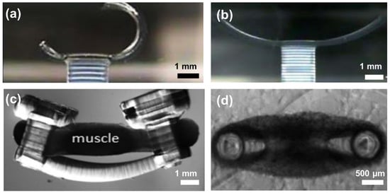 Polymers 15 02341 g010