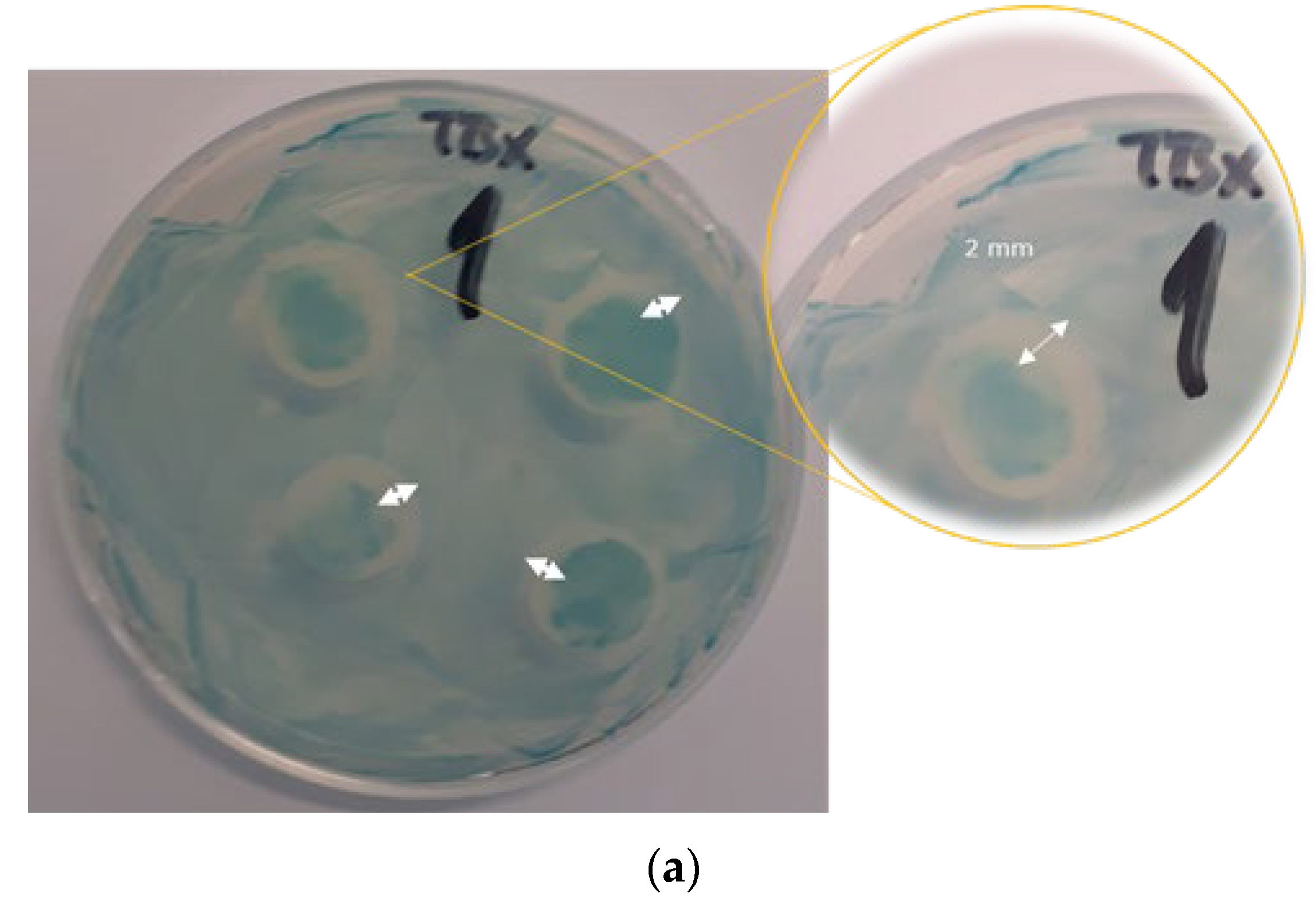 Polymers 15 02569 g006a