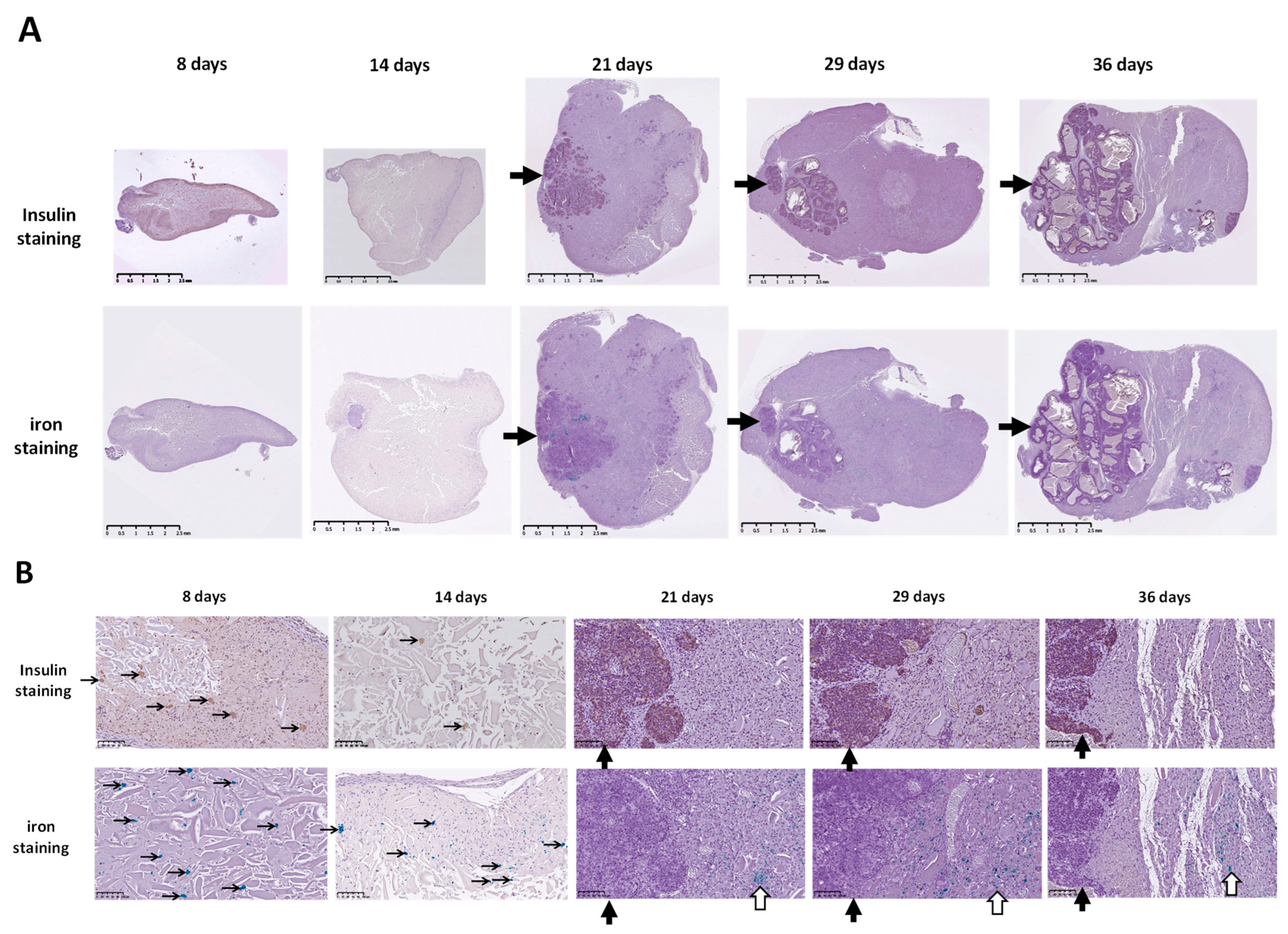 Polymers 15 02584 g004