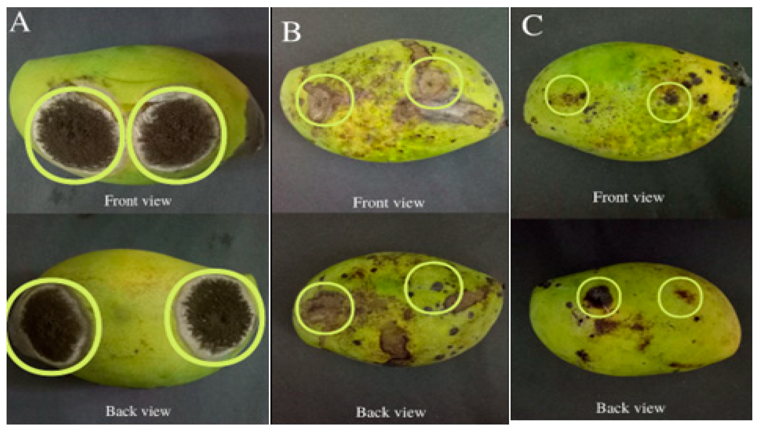Polymers 15 02722 g006