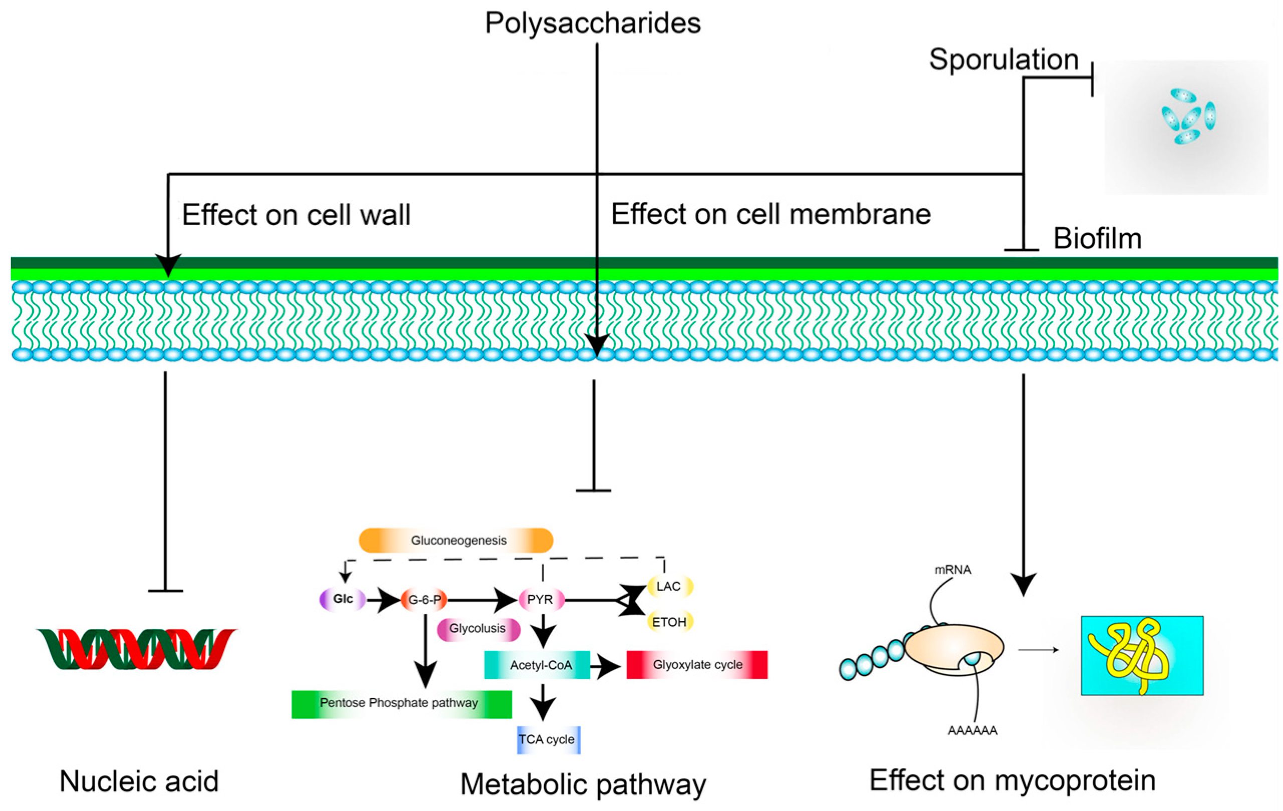 Polymers 15 02847 g003
